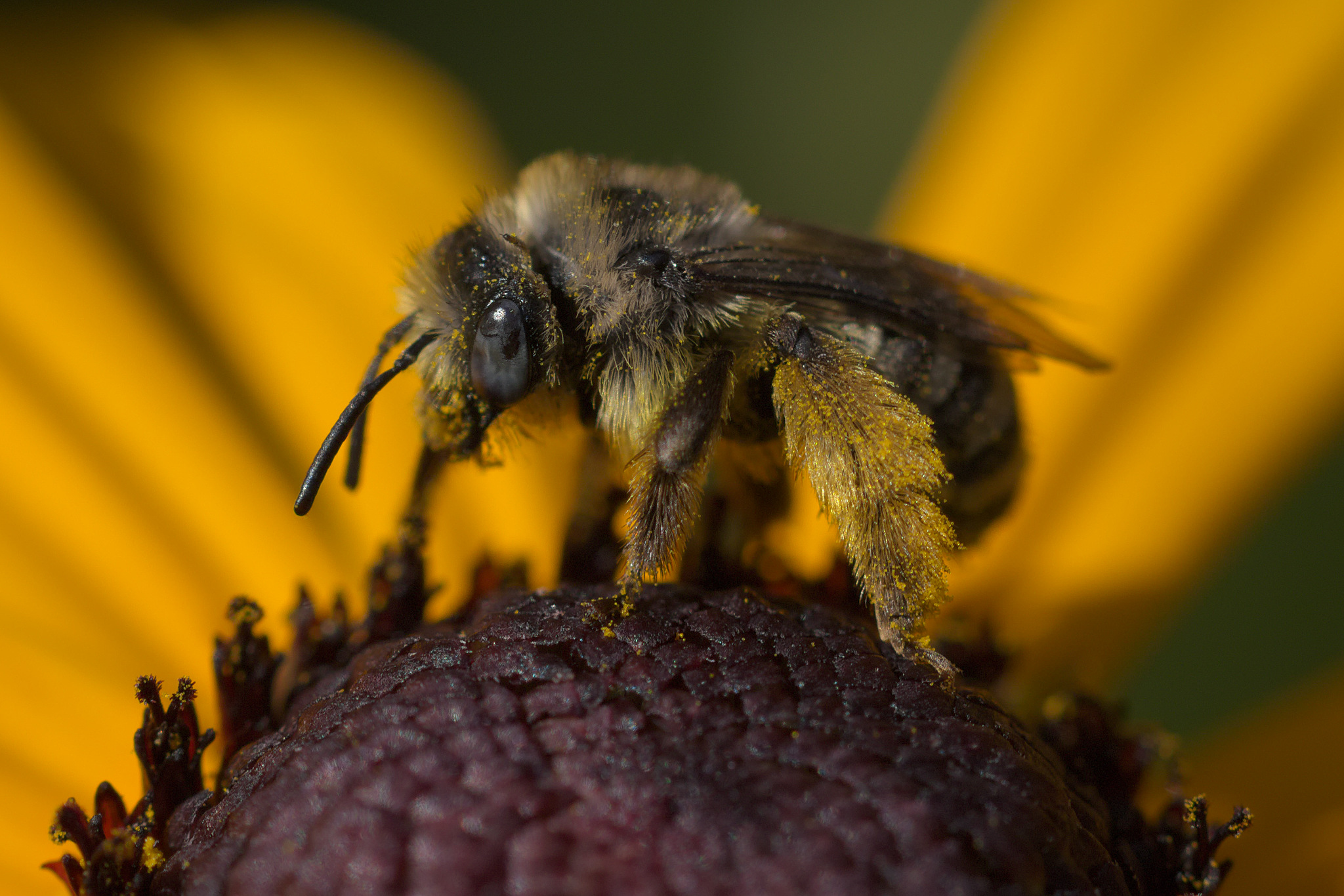 Small Long-horned Bee (Melissodes microstictus)