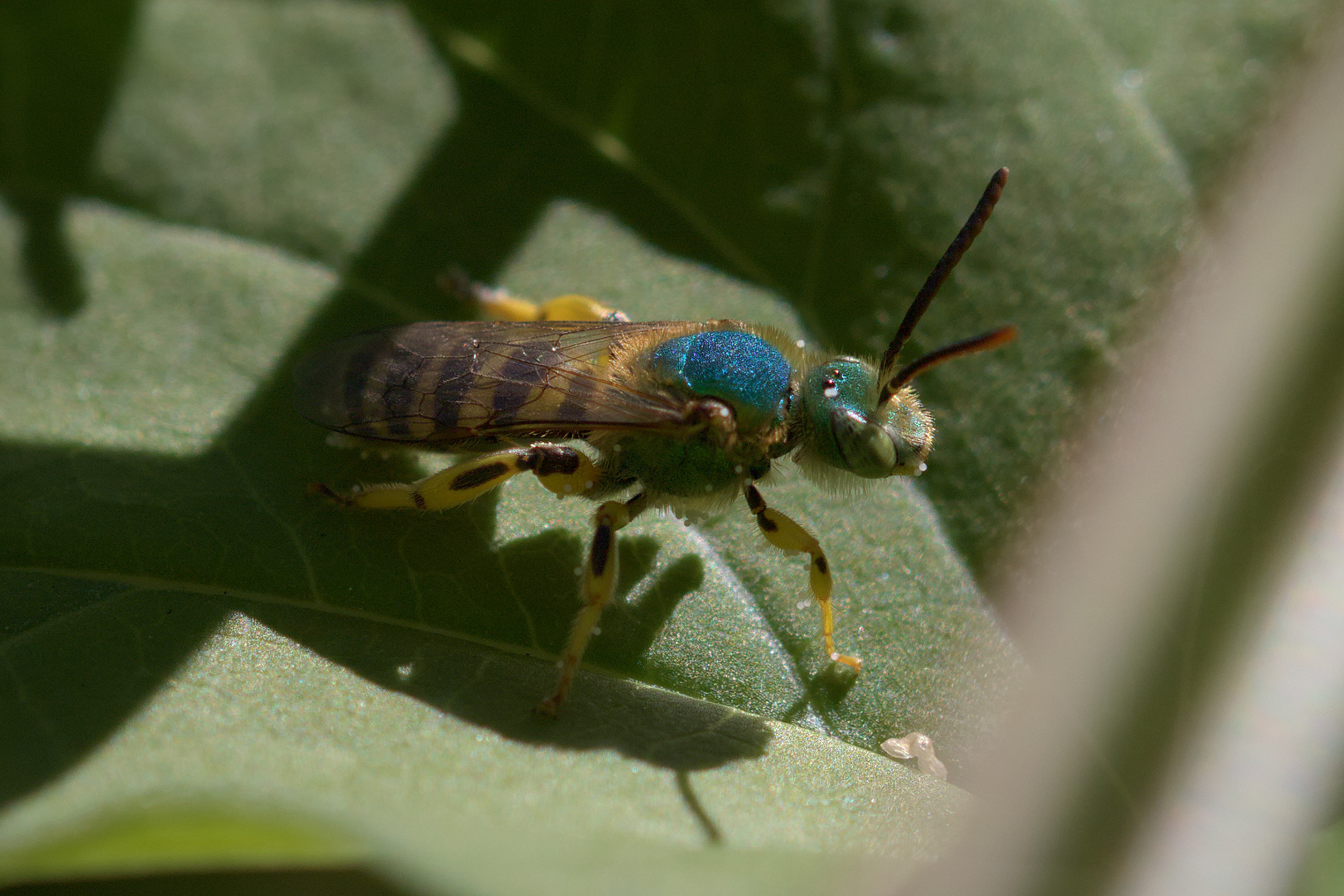 Texas Striped Sweat Bee (Agapostemon texanus)