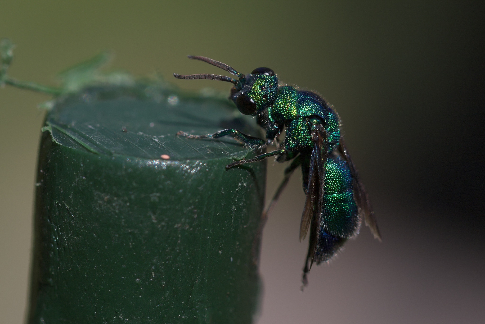 Metallic Bluish-green Cuckoo Wasp (Chrysis angolensis)