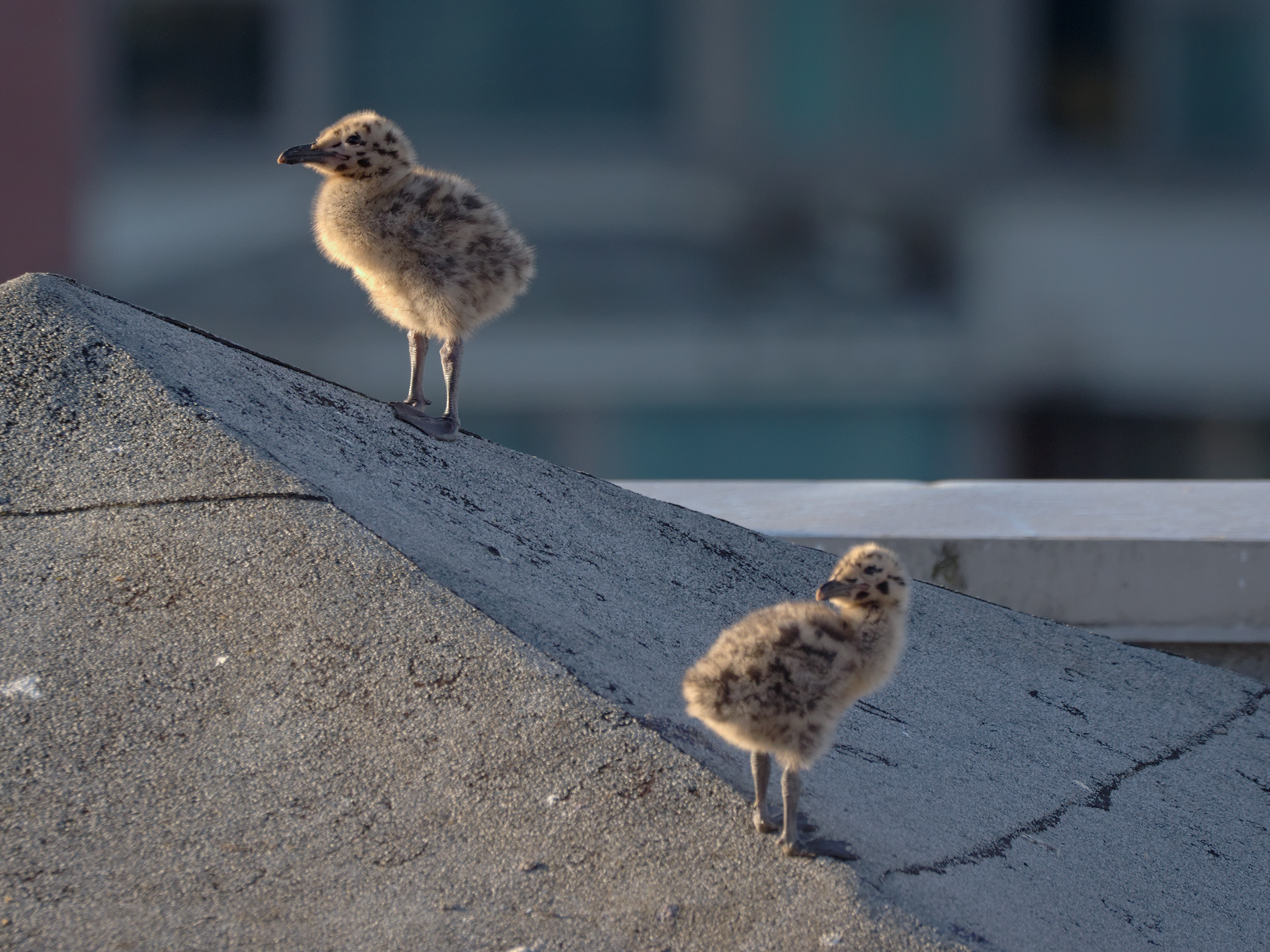 Pyramid Nest chicks