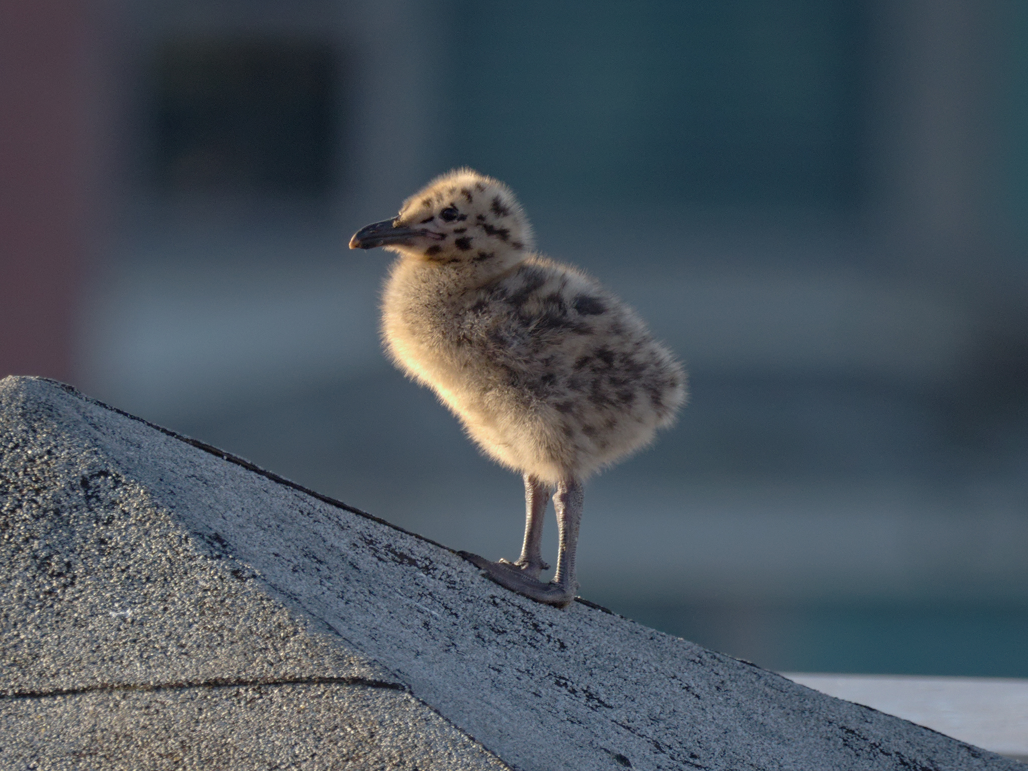 Pyramid Nest chick
