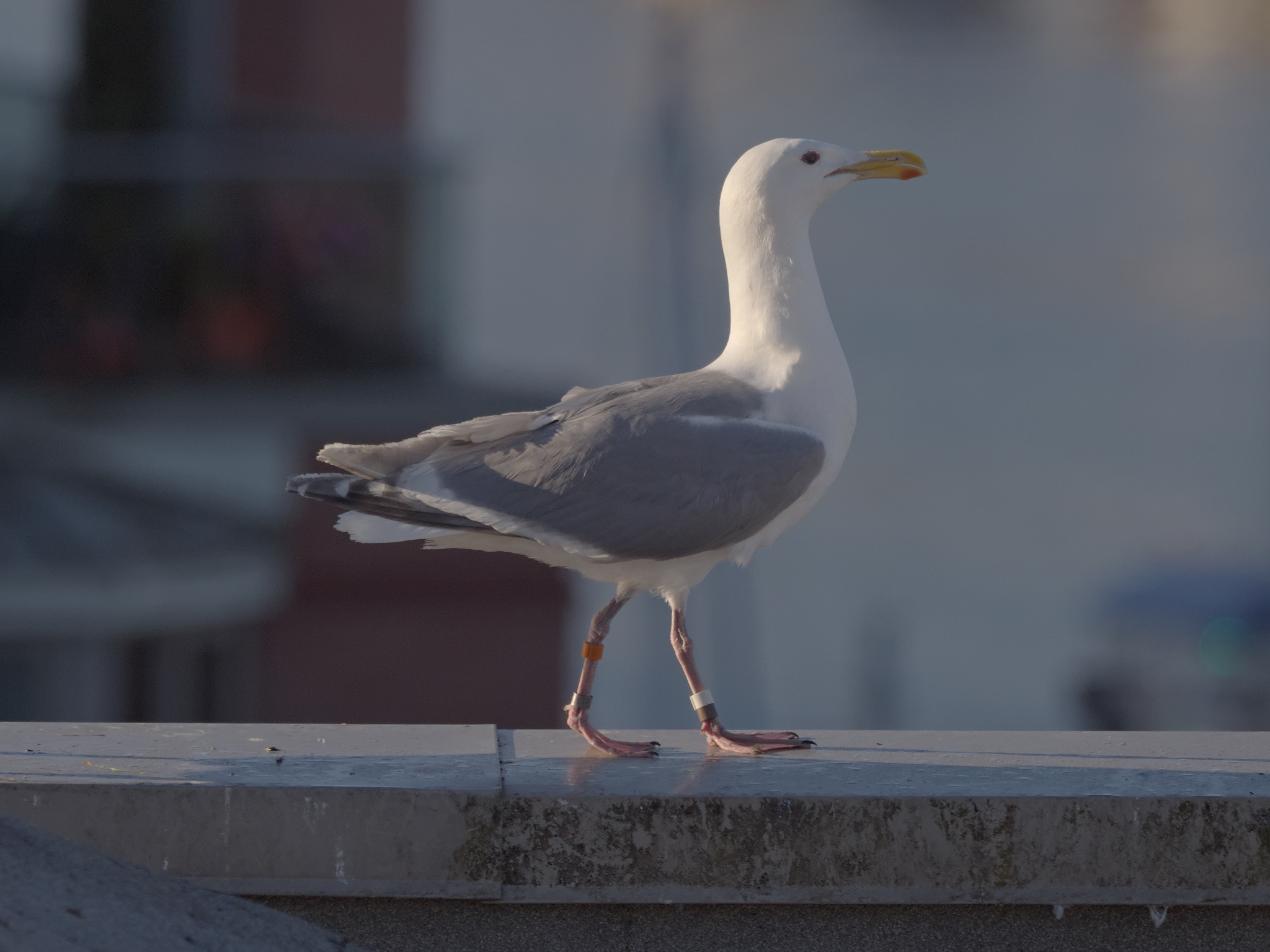 Pyramid Nest Banded Gull