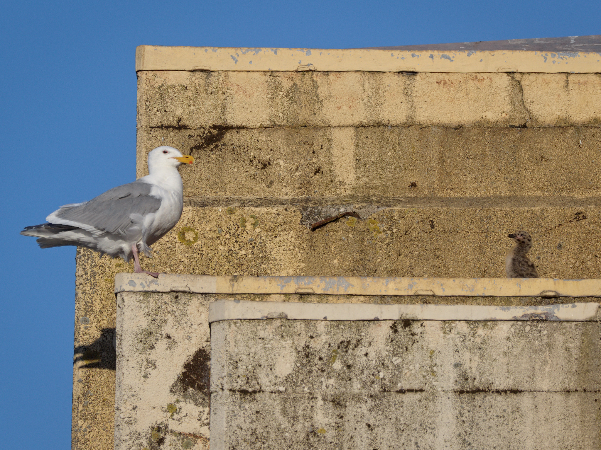 Burrard Nest #2