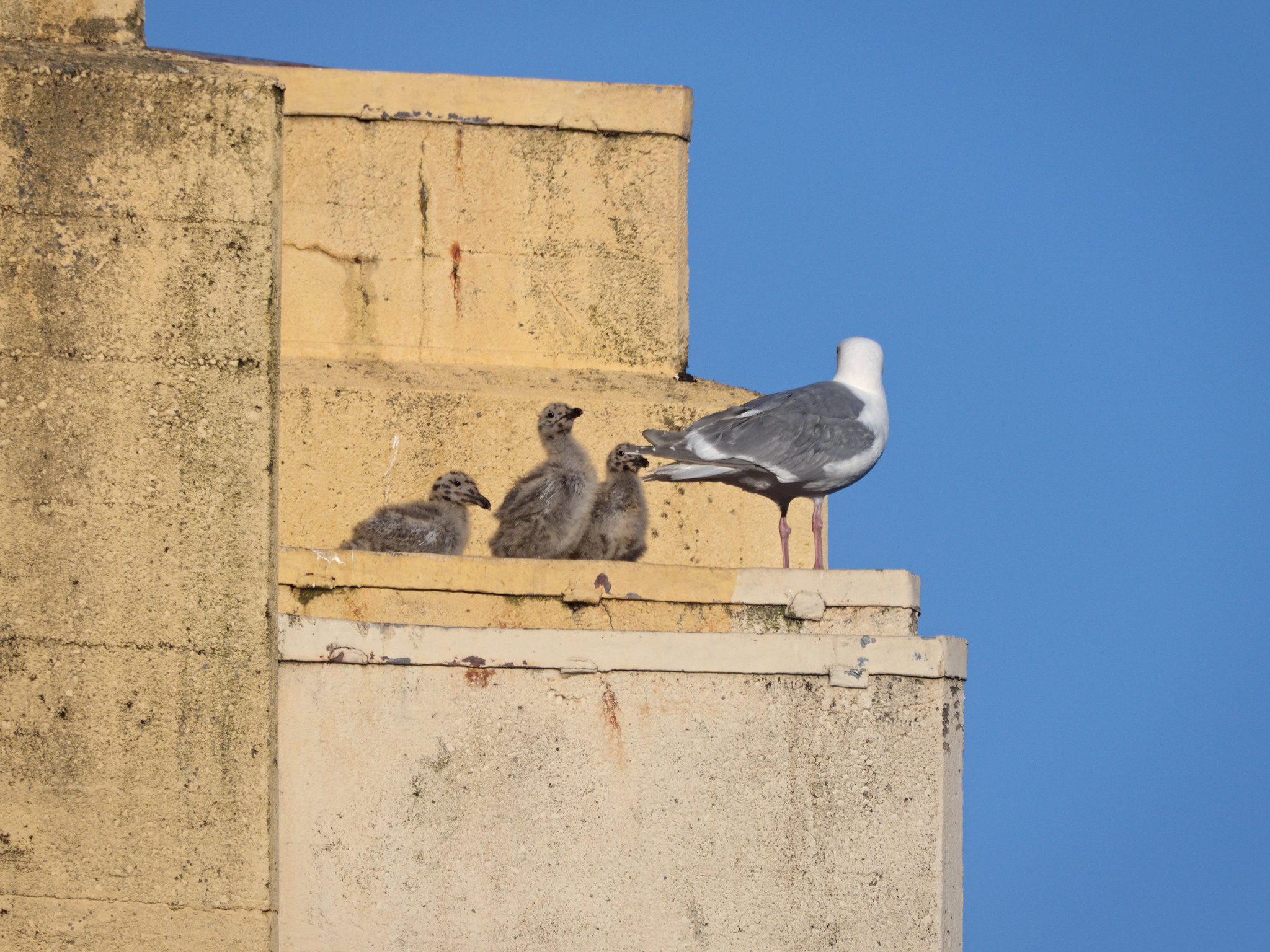 Burrard Nest #4