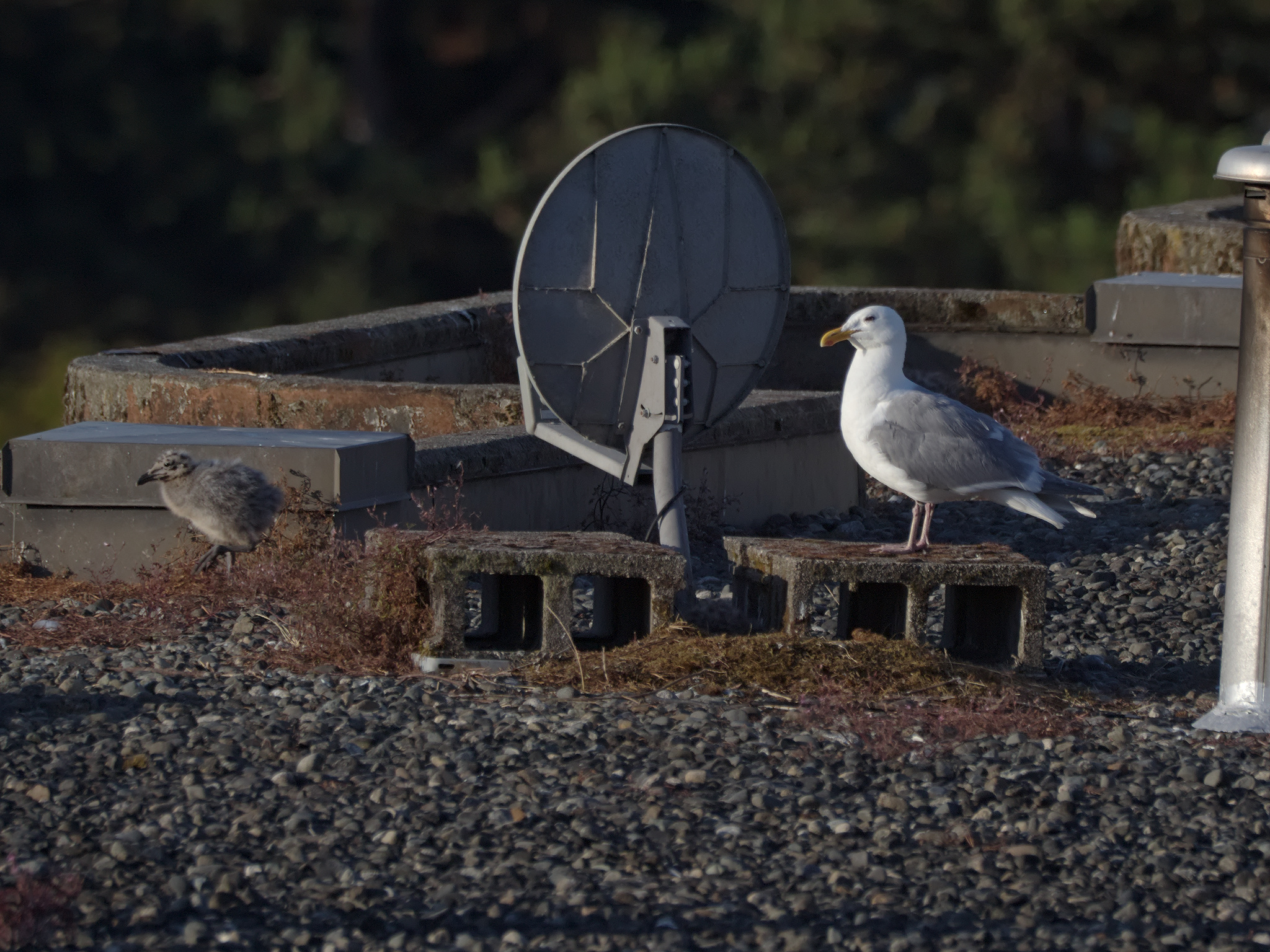Clipper Nest #1