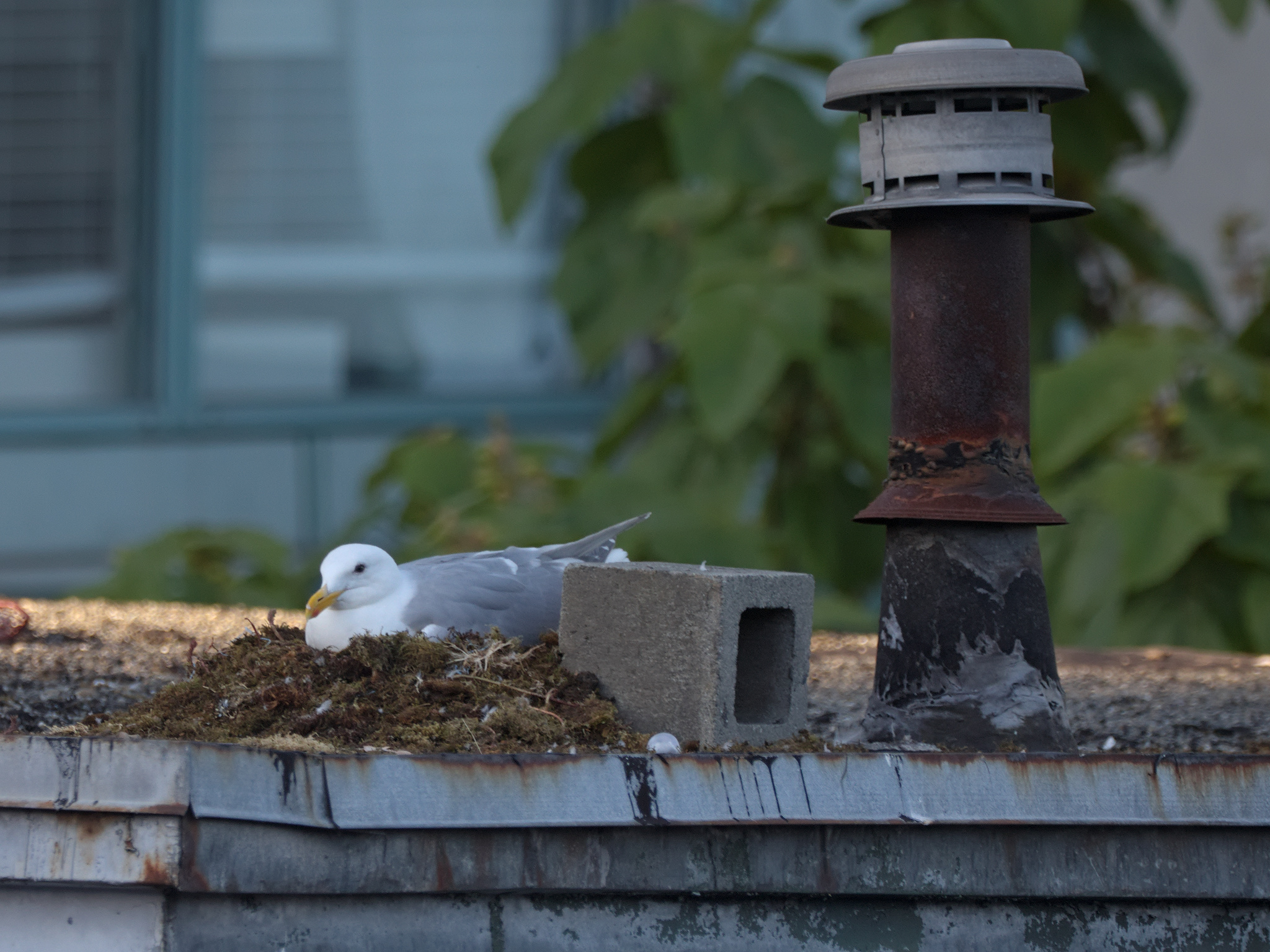 Square Nest