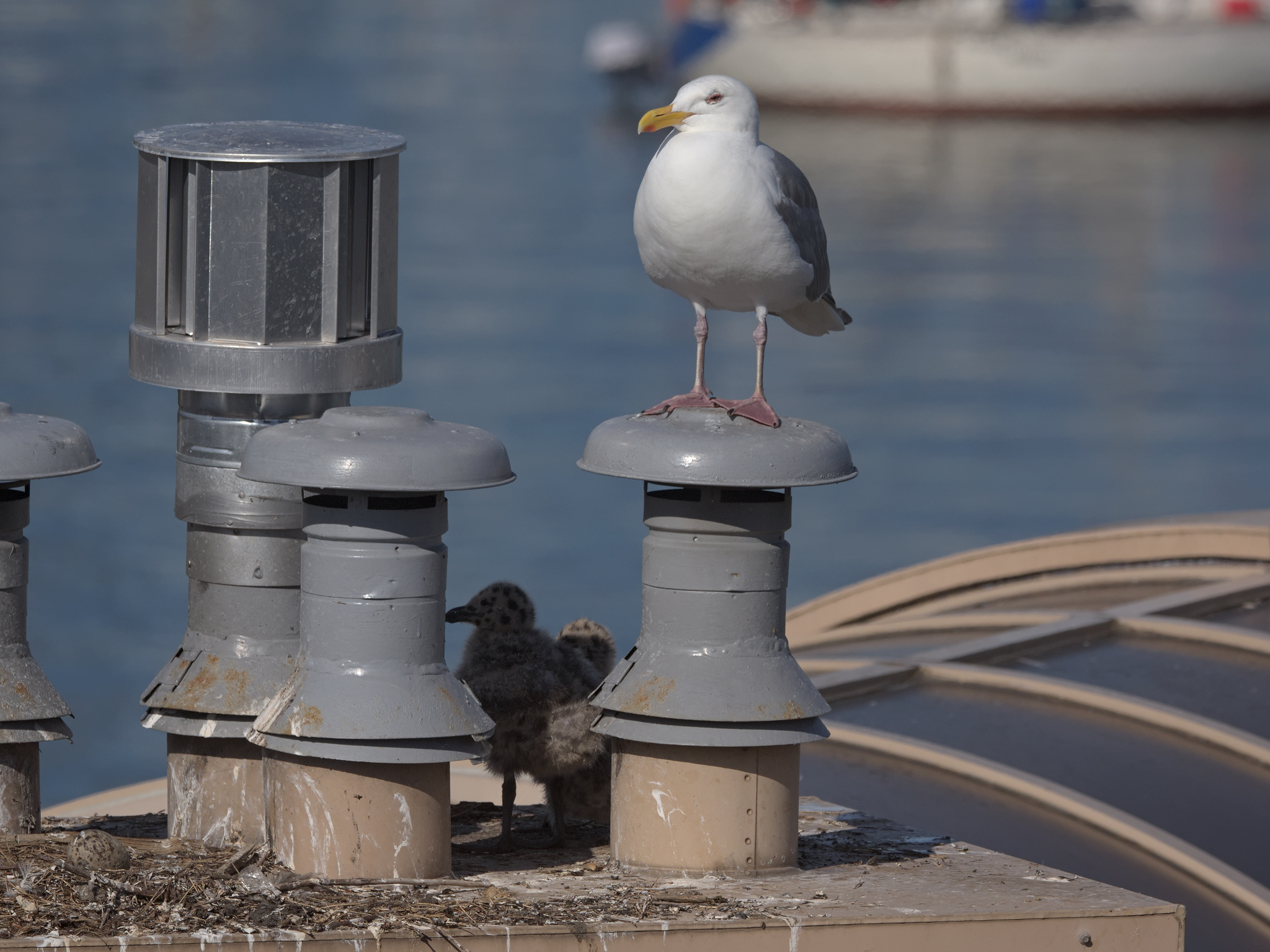 Cambie Nest
