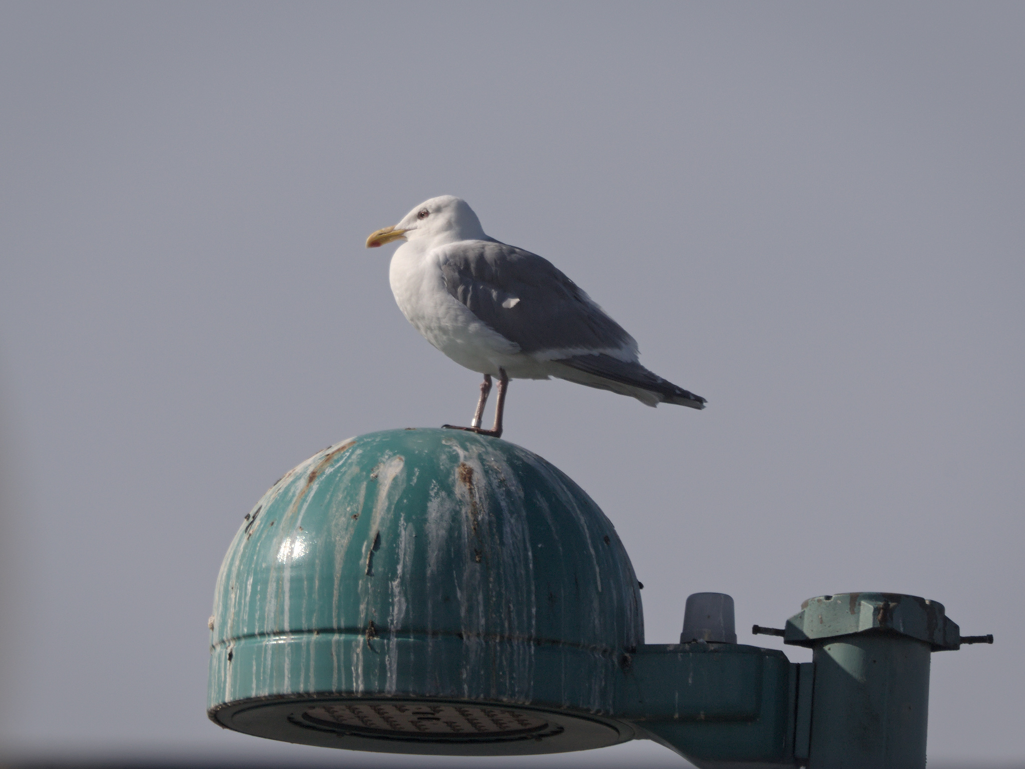 Cambie Nest Banded Gull