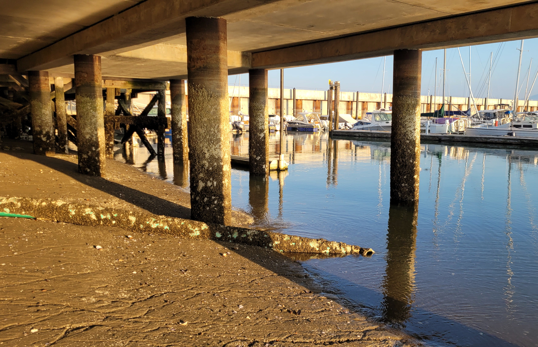 Under the pier
