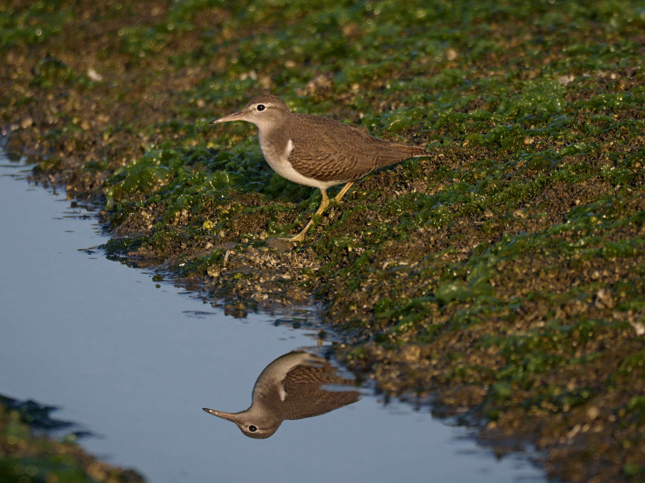 Spotted Sandpiper