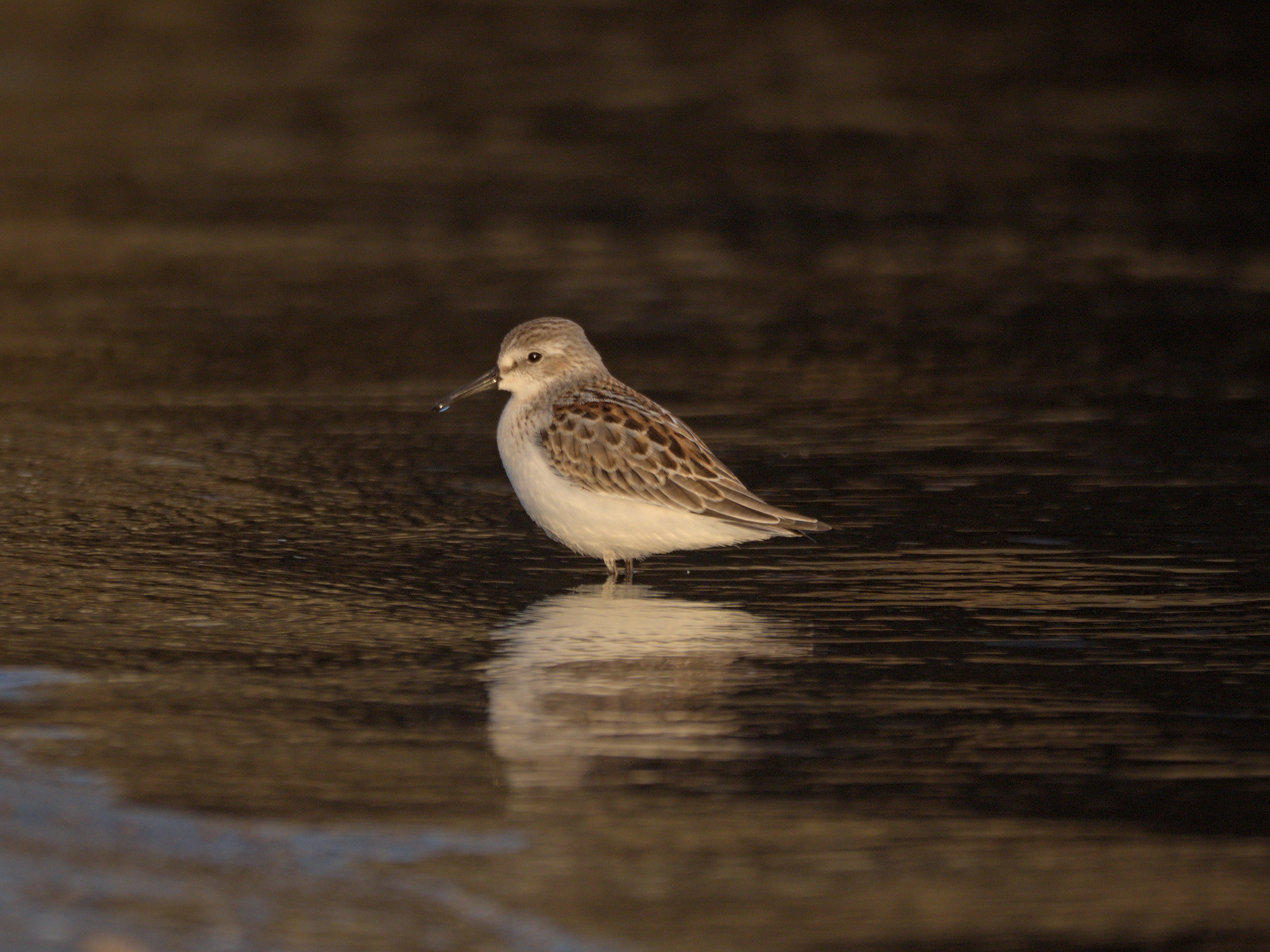 Western Sandpiper