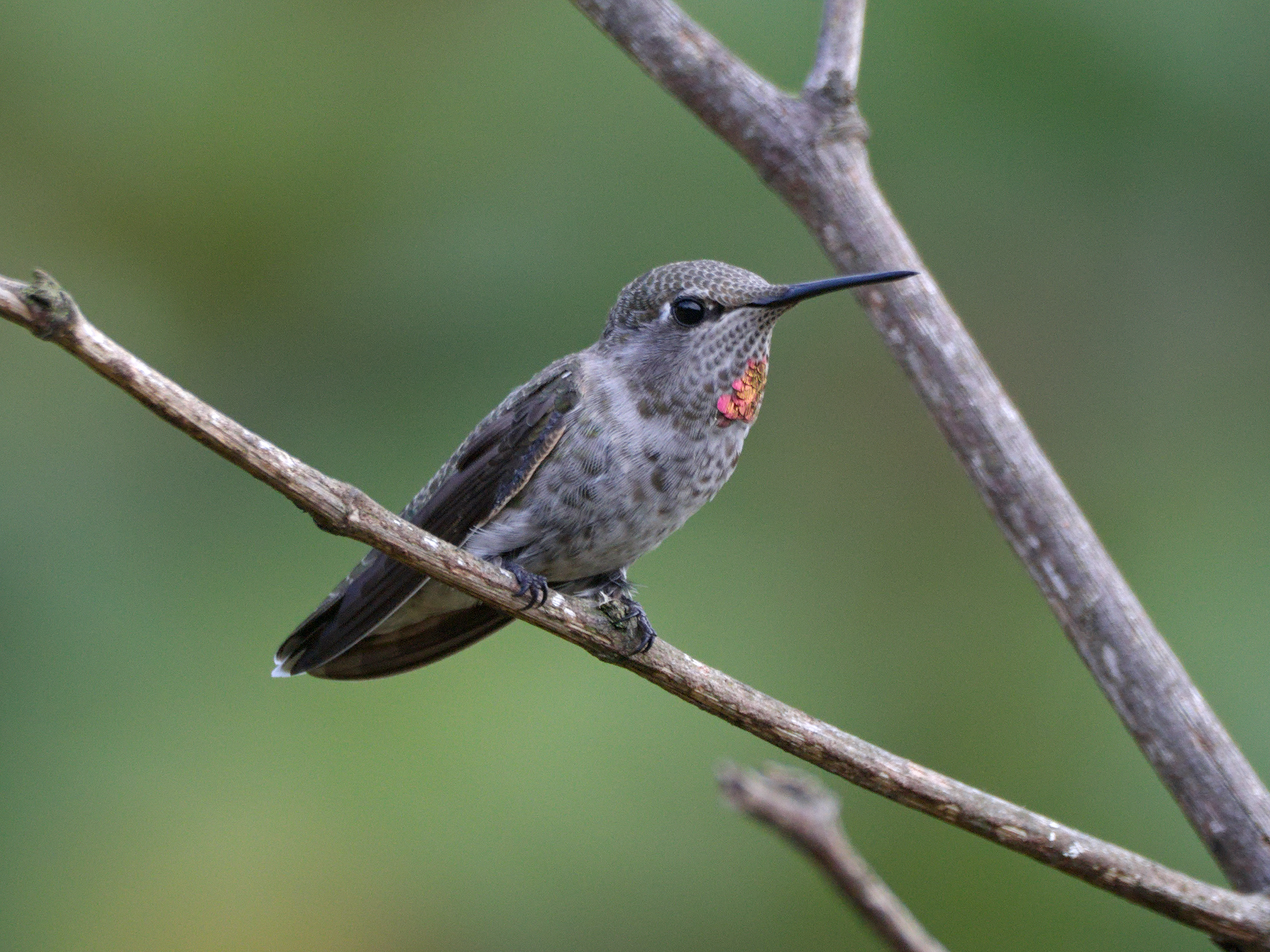 Anna's Hummingbird
