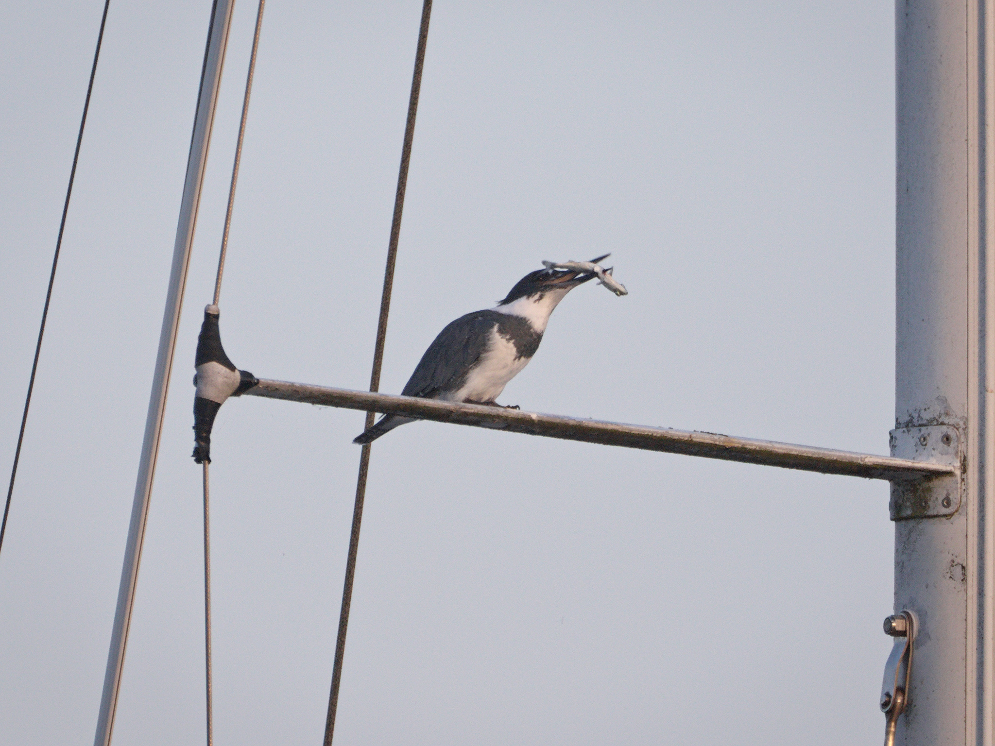 Belted Kingfisher