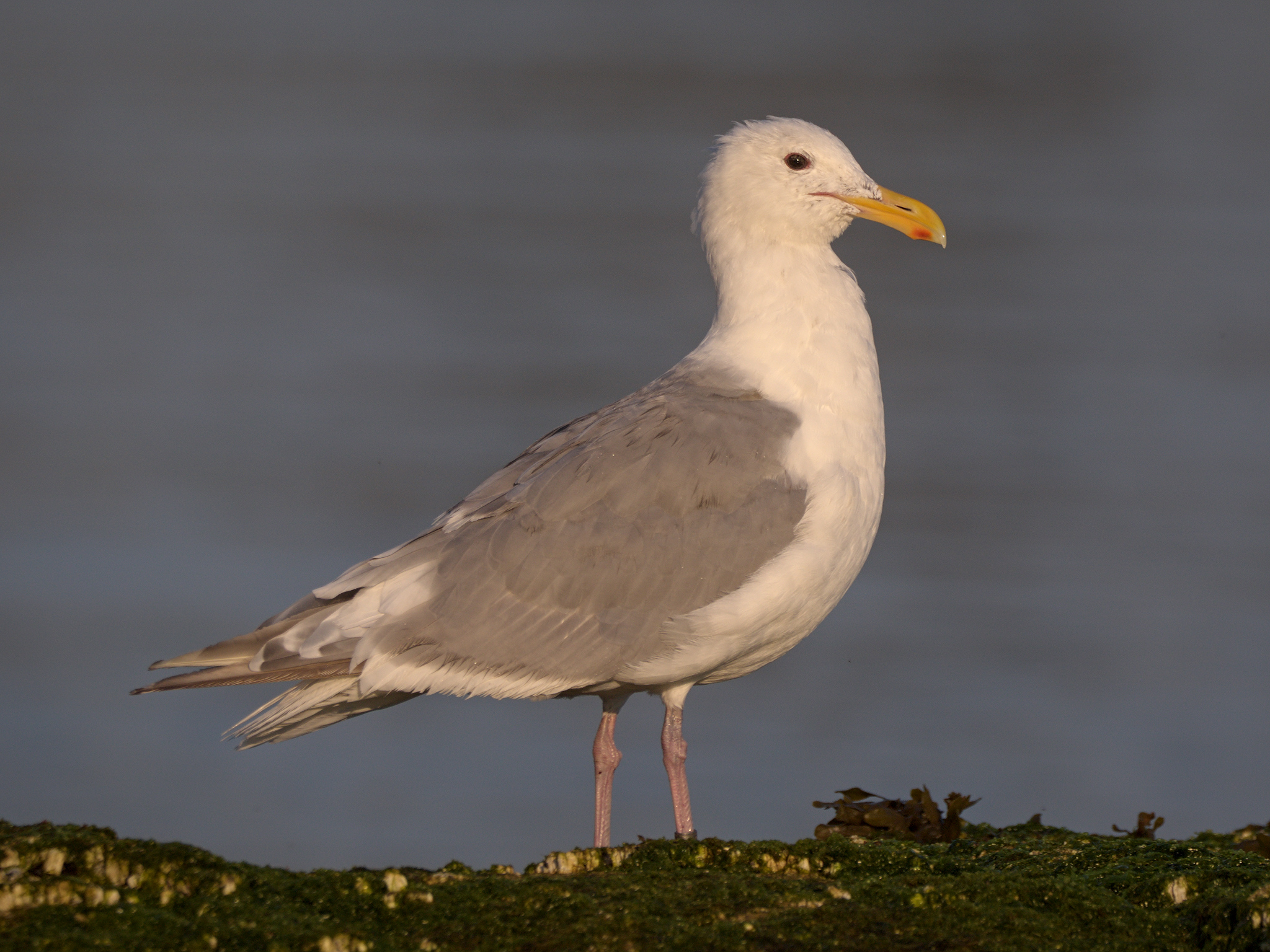 Glaucous-winged Gull