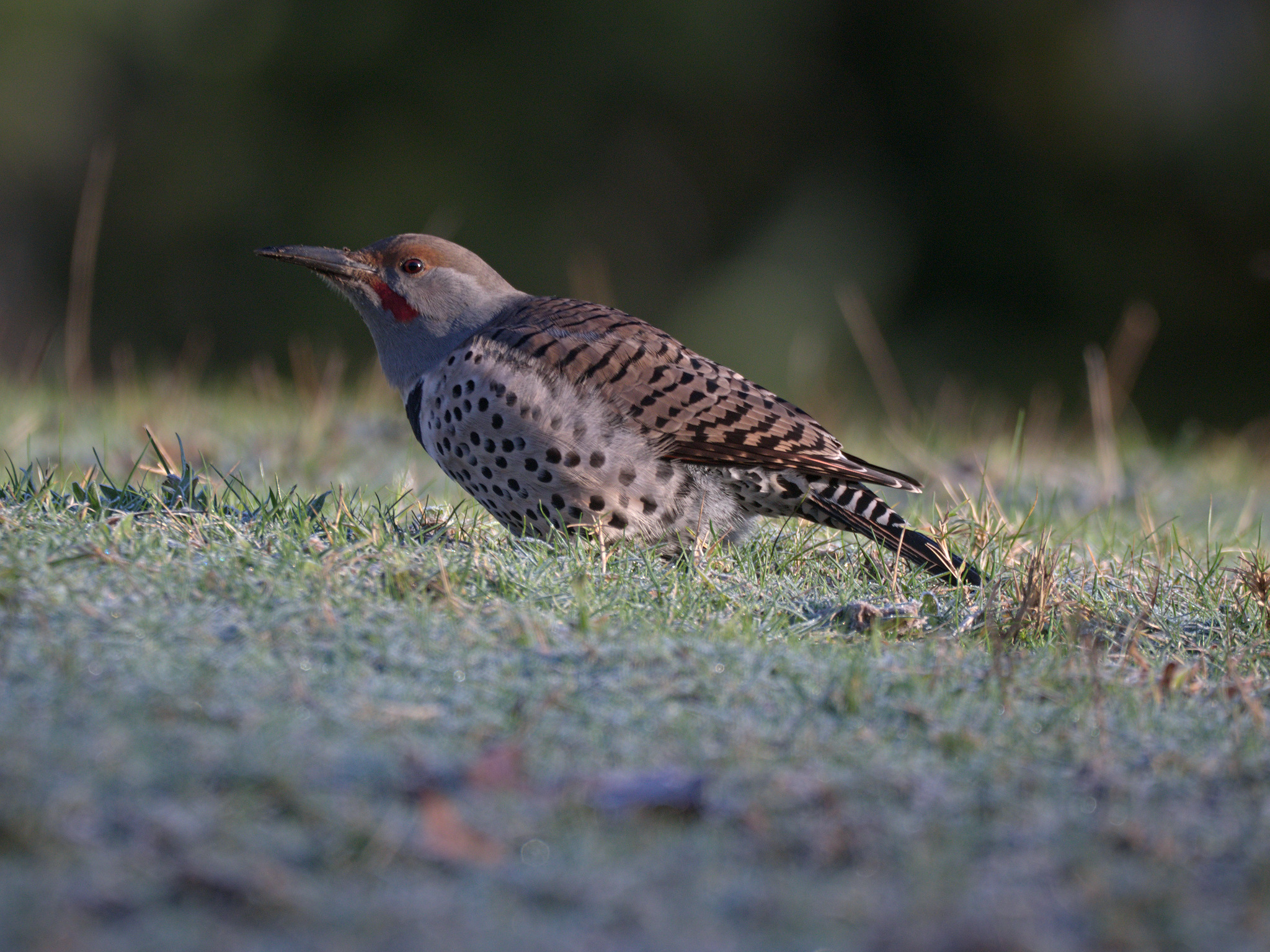 Red-shafted Northern Flicker (*Colaptes auratus cafer*)