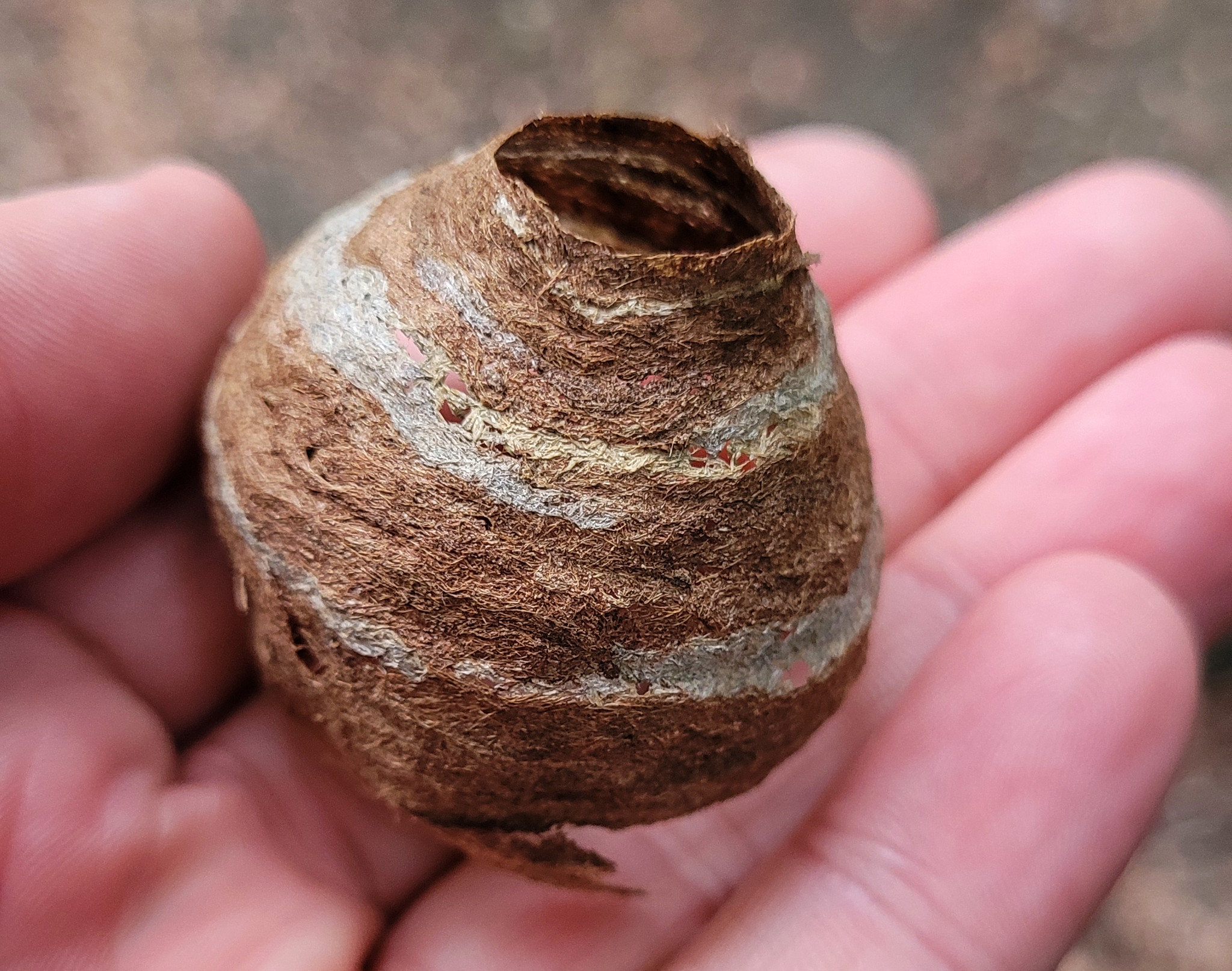 Remnants of a paper wasp nest