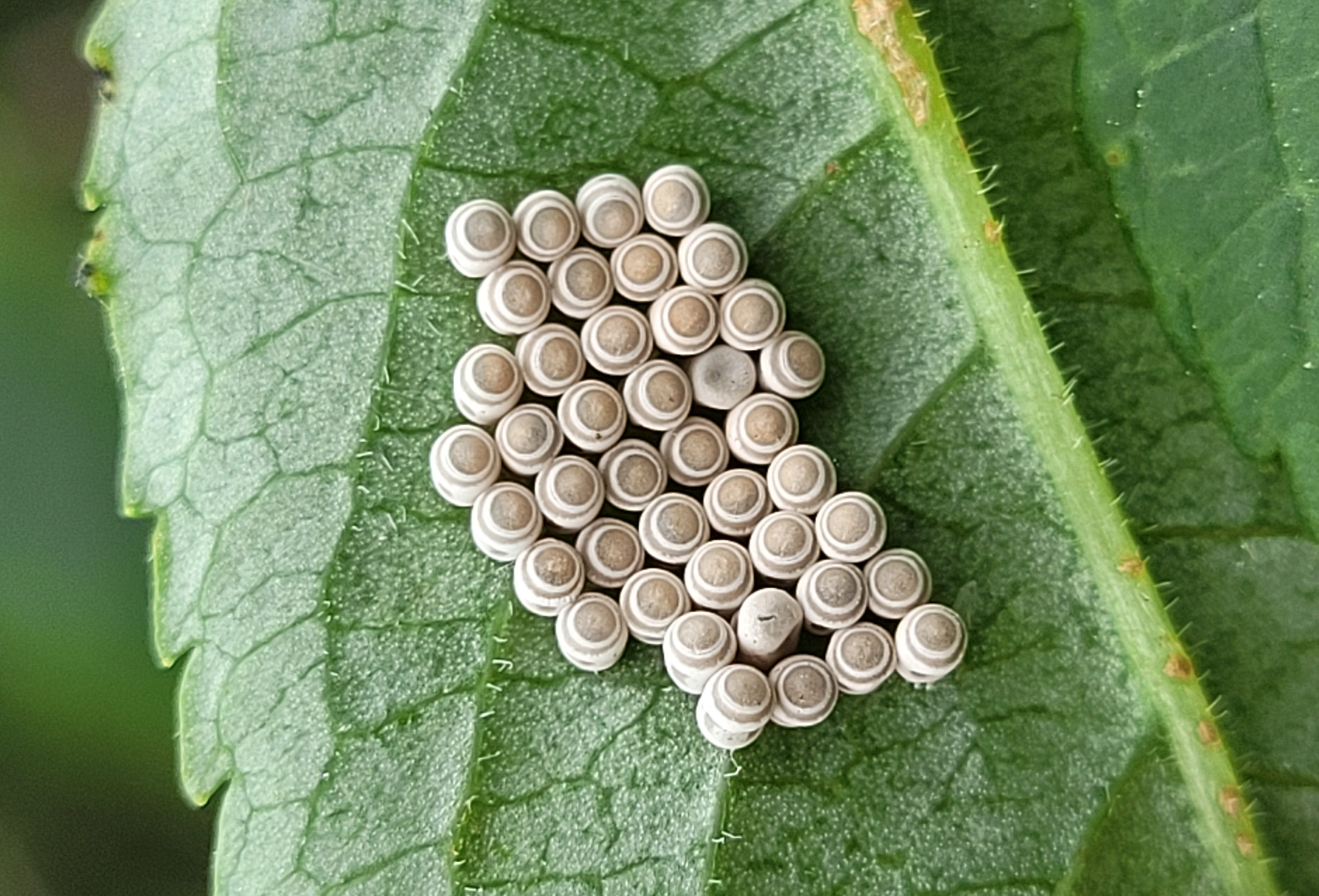 Insect eggs