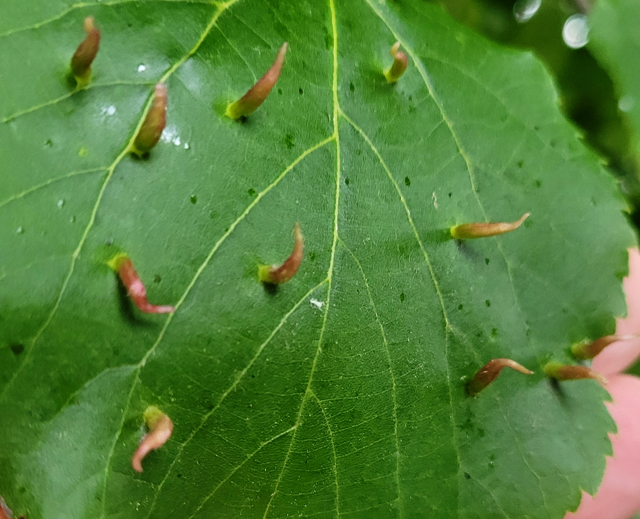 Eriophyes gall mite