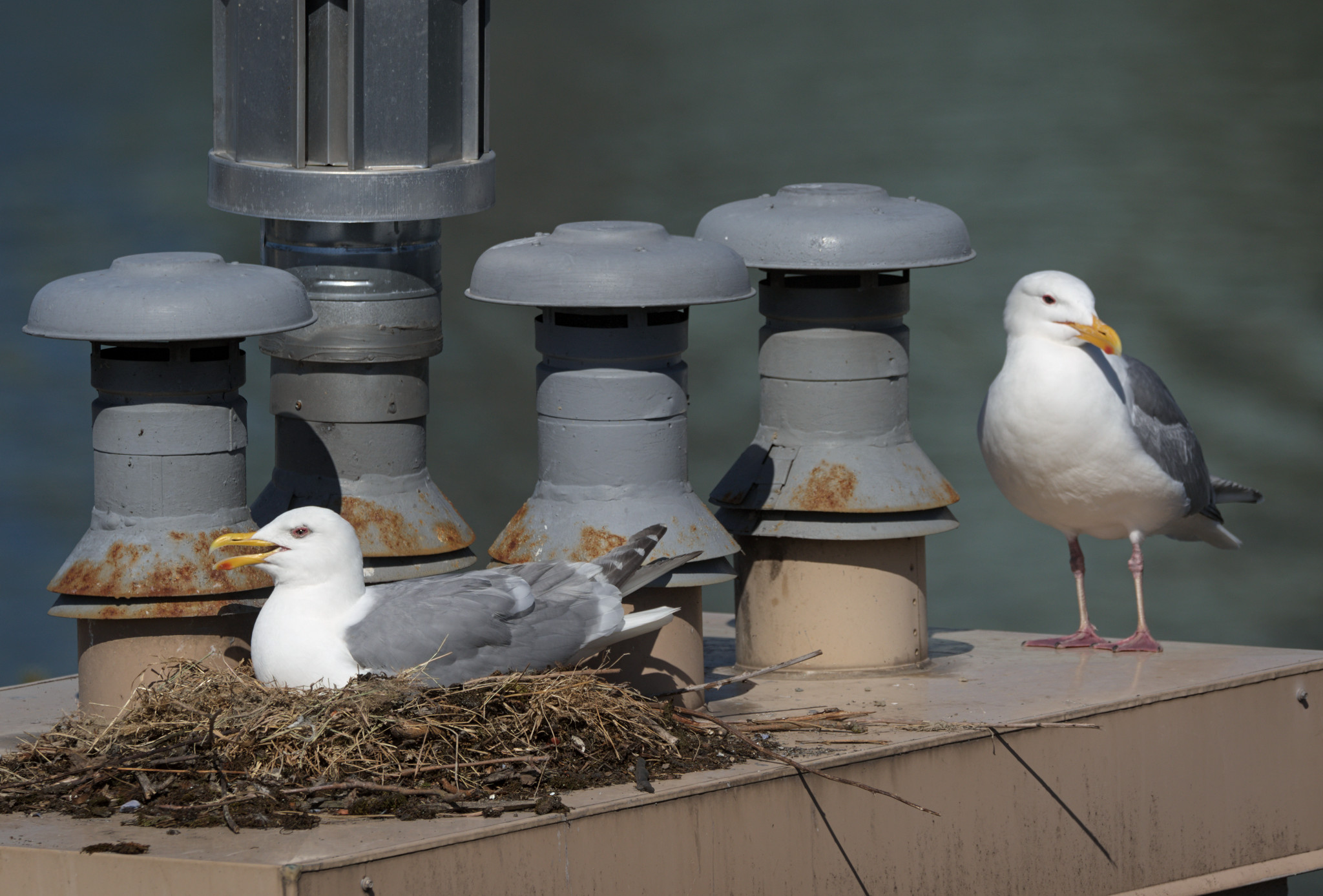 Cambie Nest