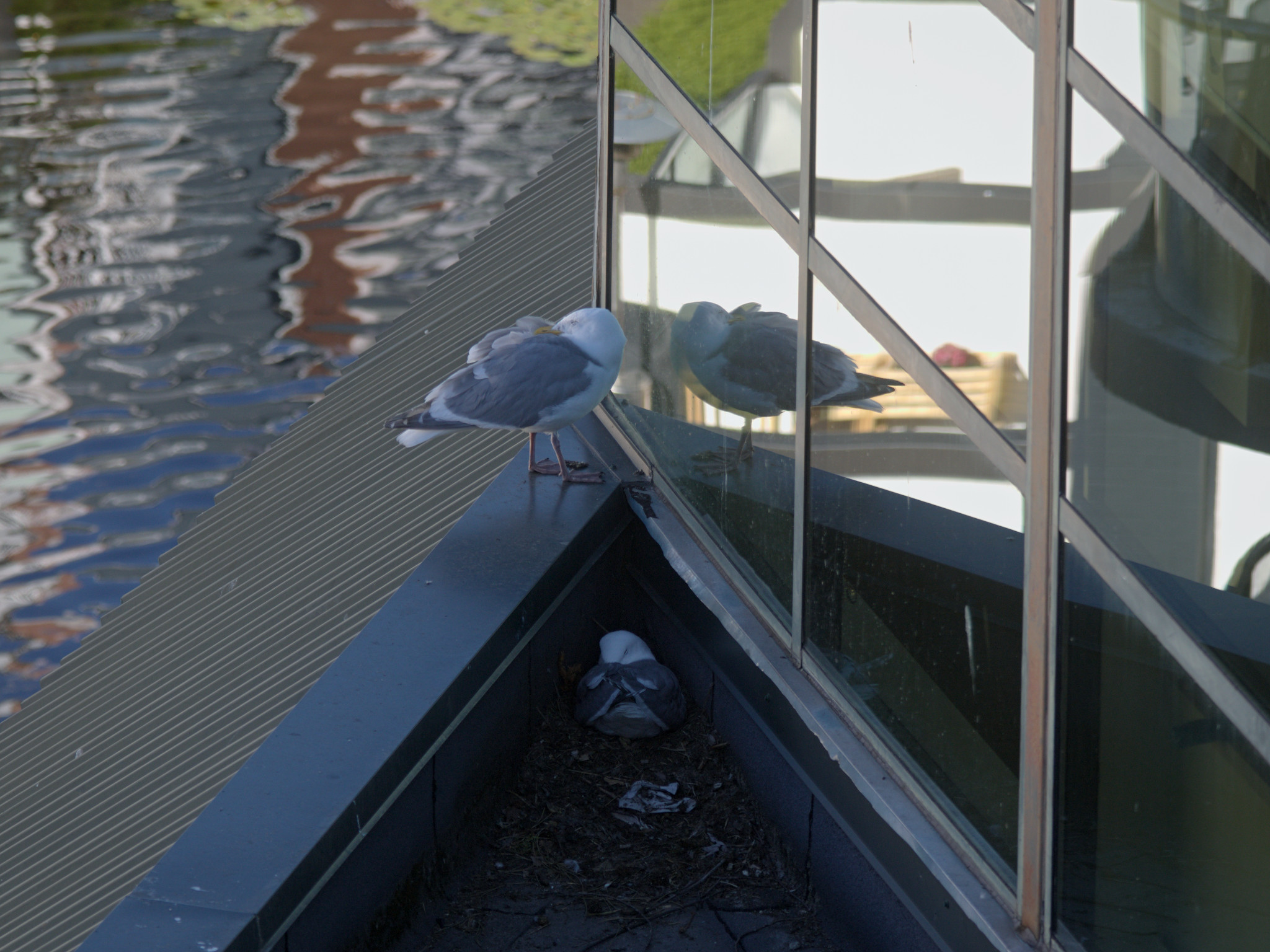 Corner Nest (new)