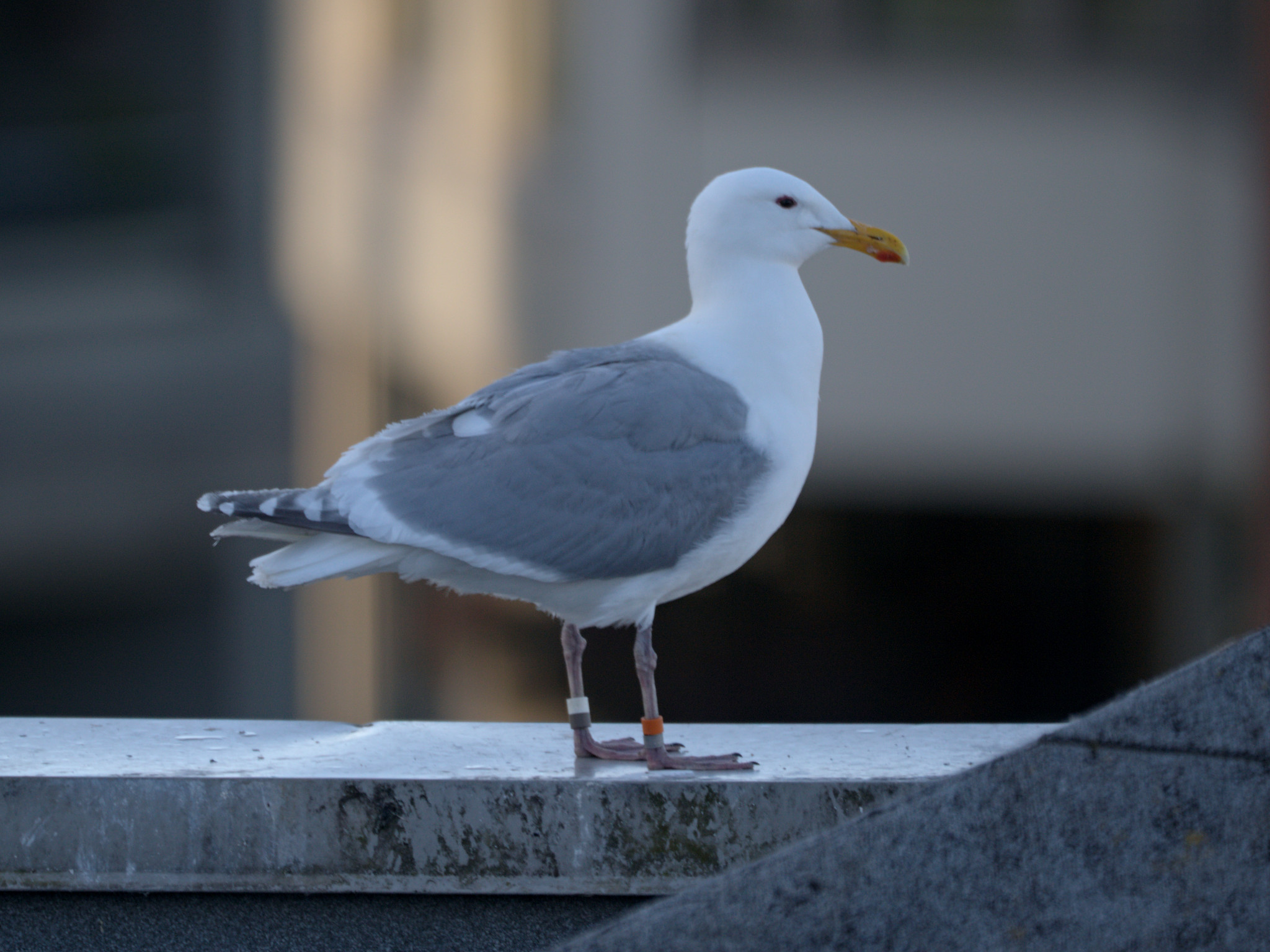 Pyramid Nest - Banded Gull