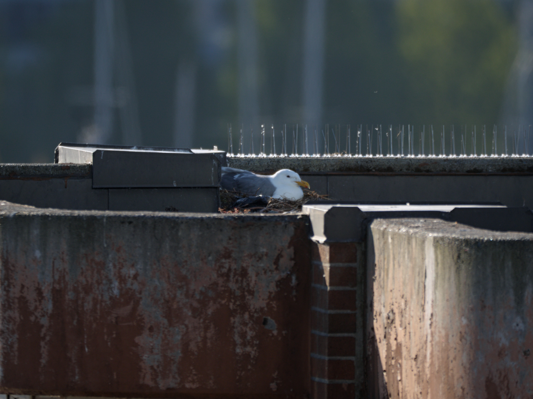 Clipper Nest #2