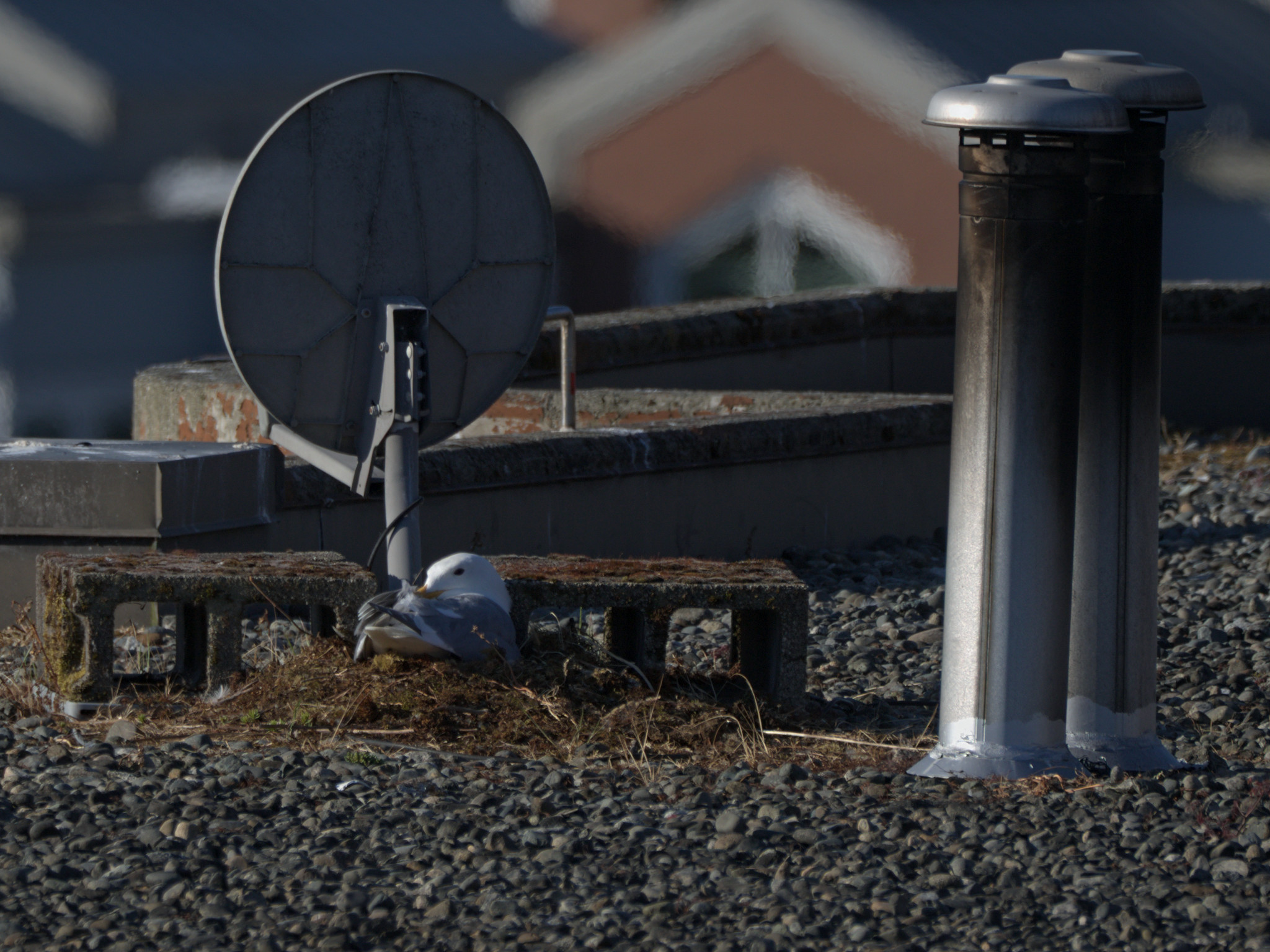 Clipper Nest #1