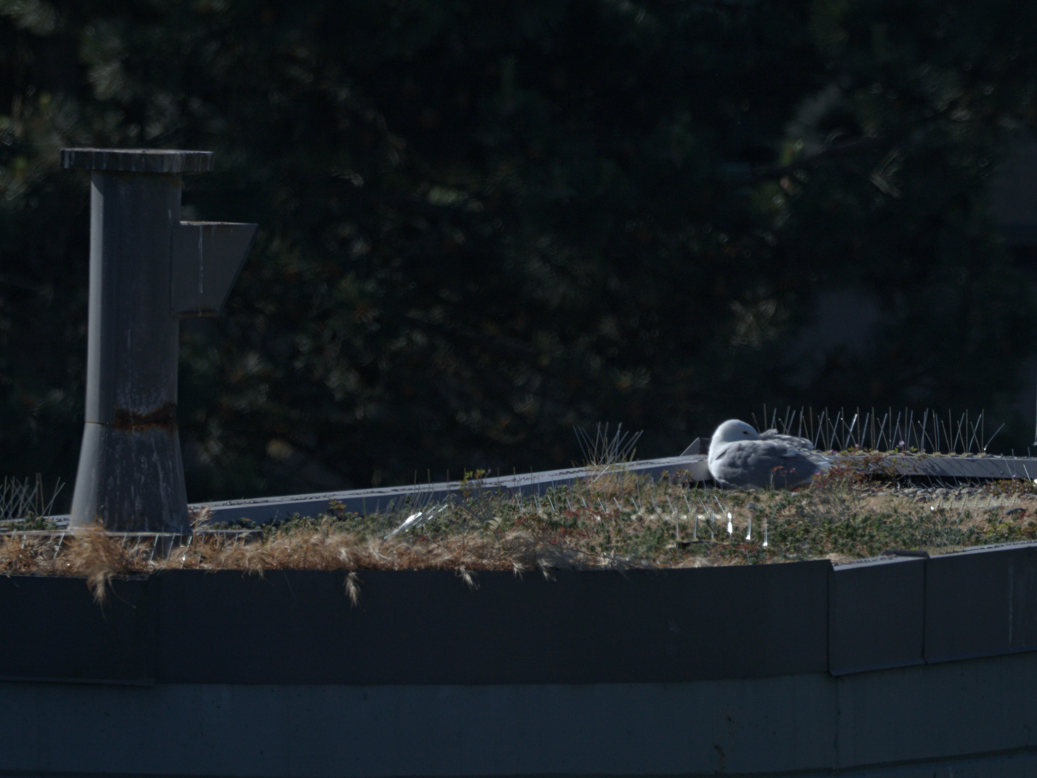 Fountain Nest