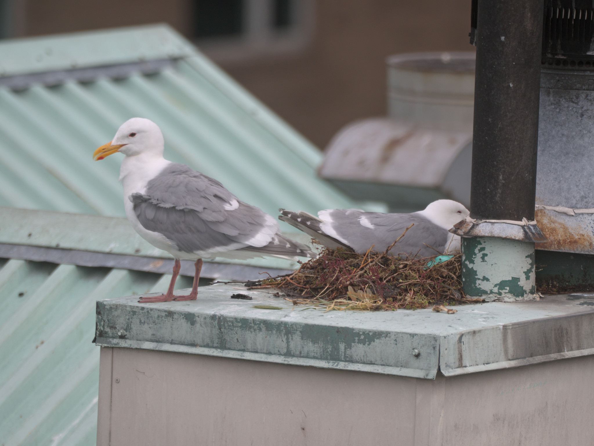 Chimney Nest