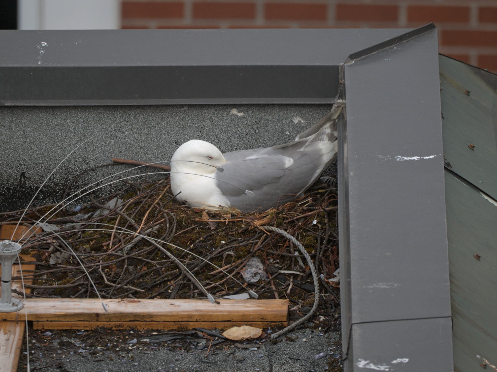 Culinary Nest
