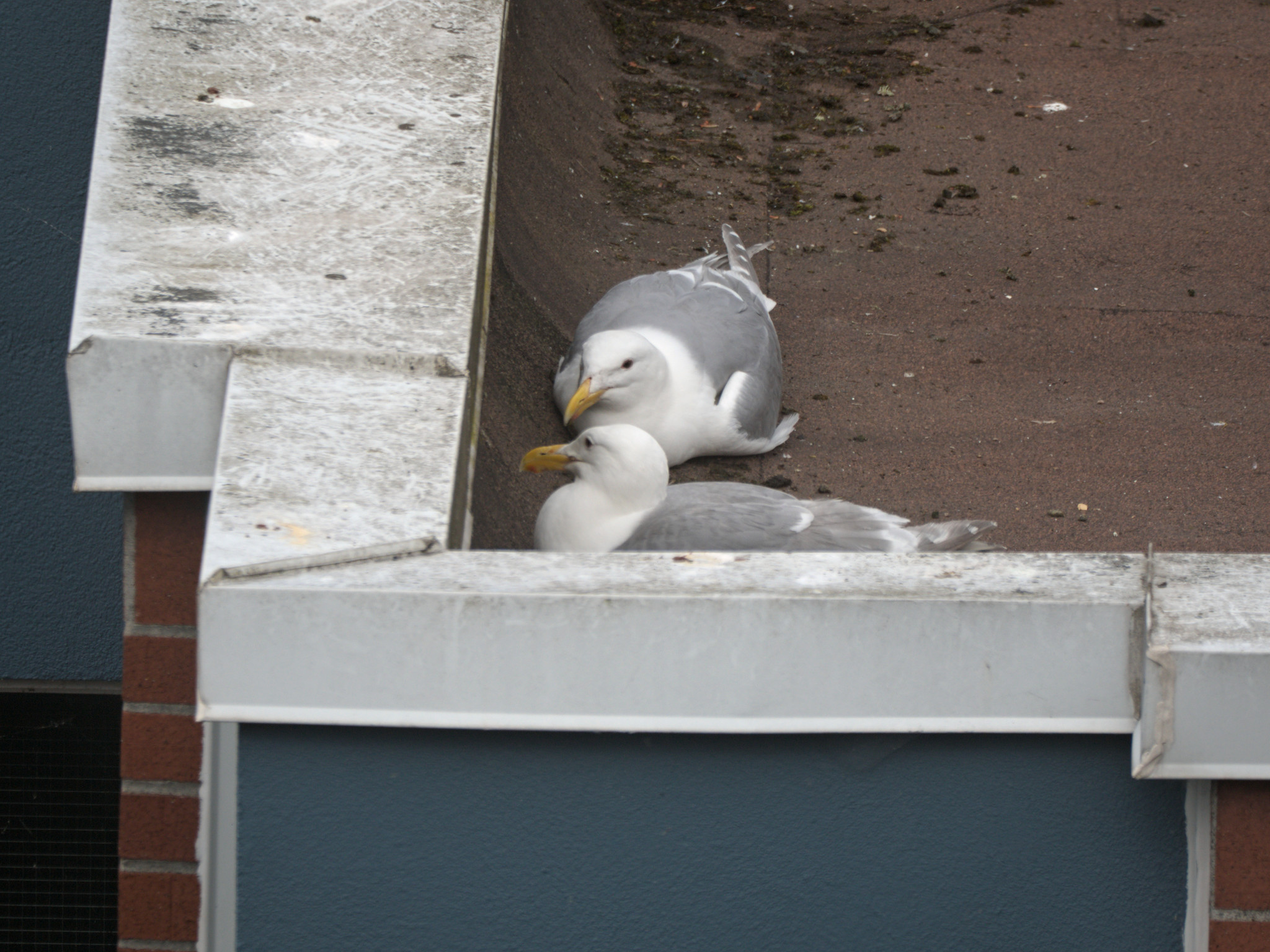 Possible new nest
