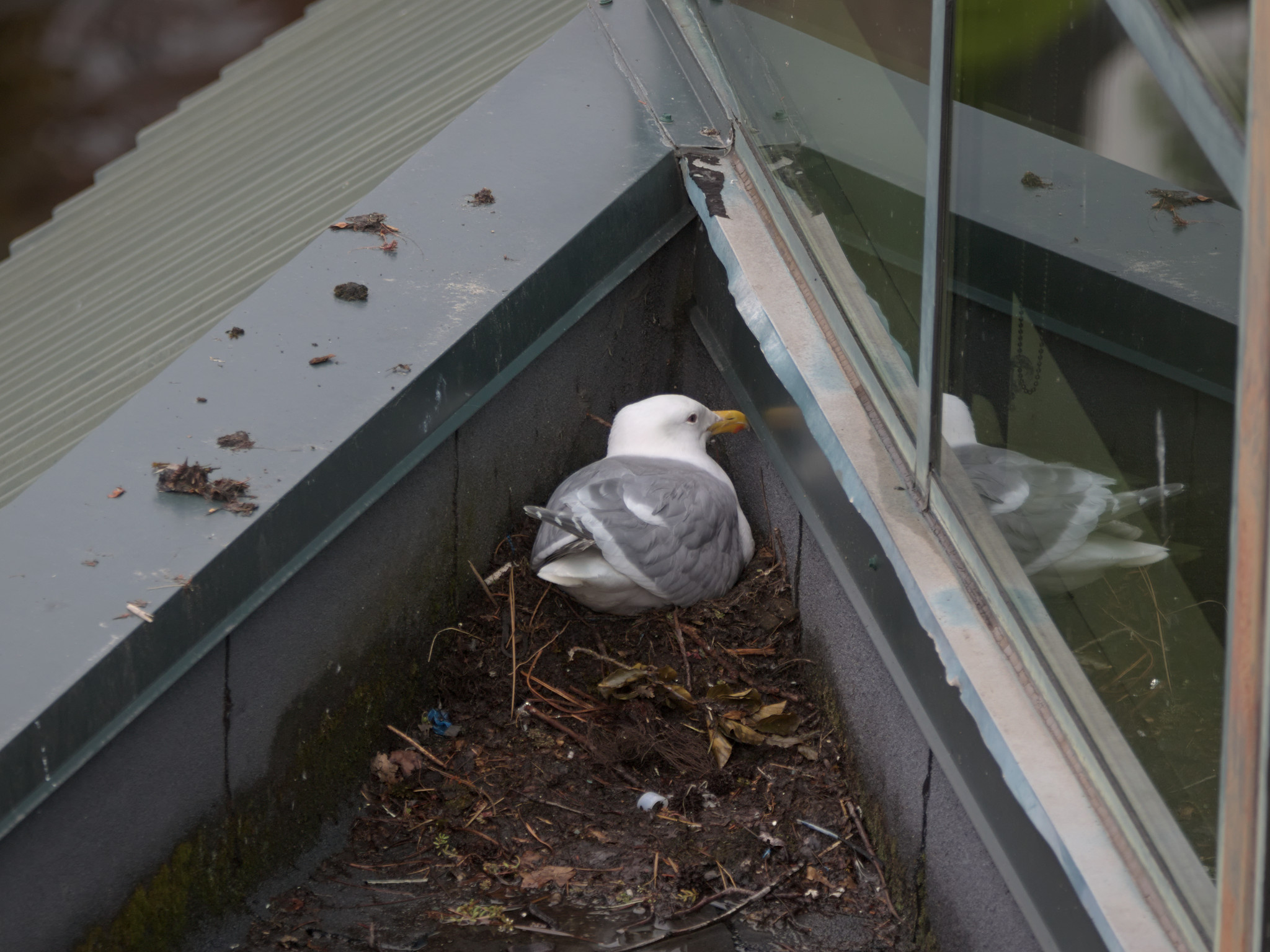 Corner Nest