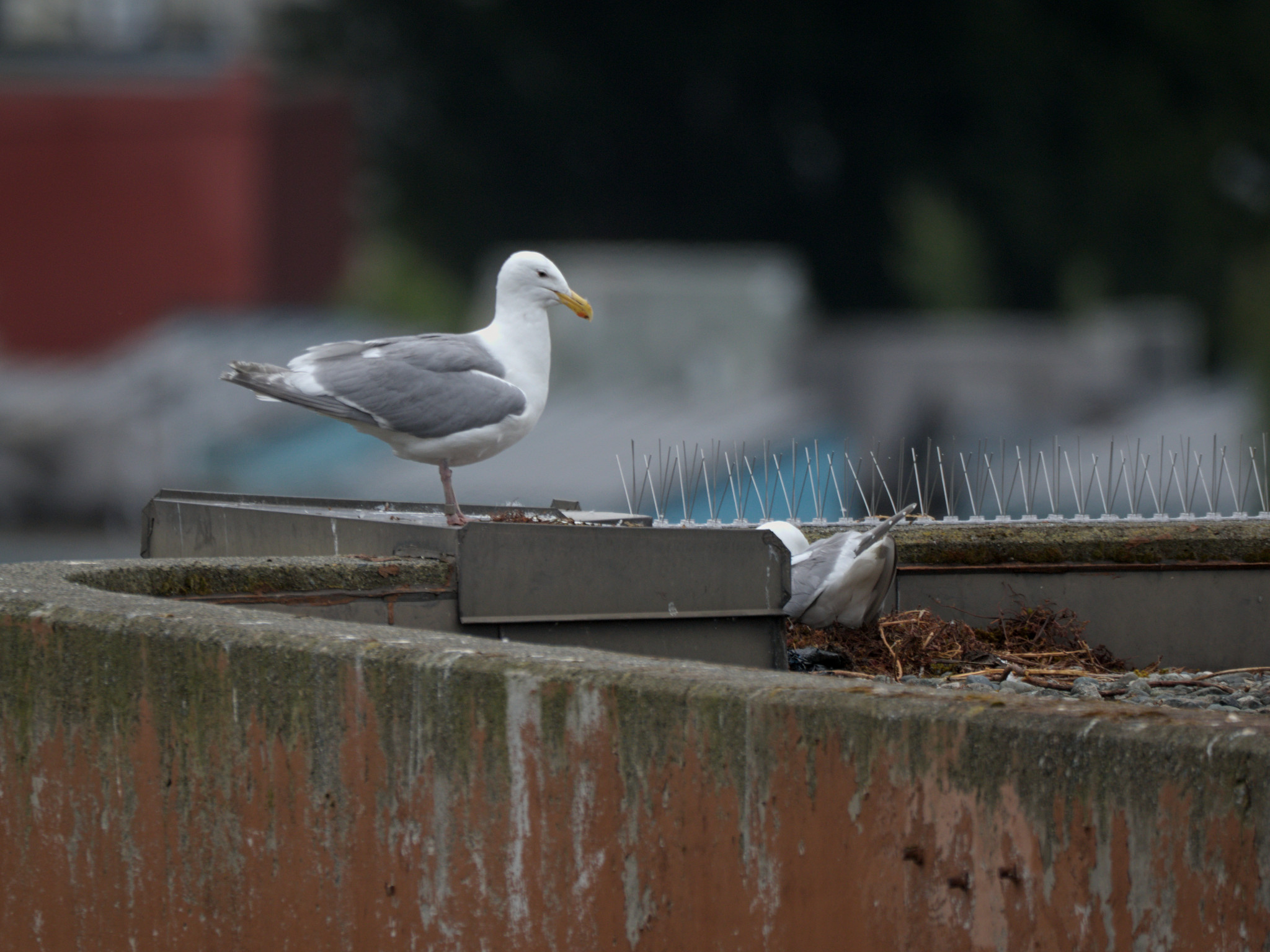 Clipper Nest #2
