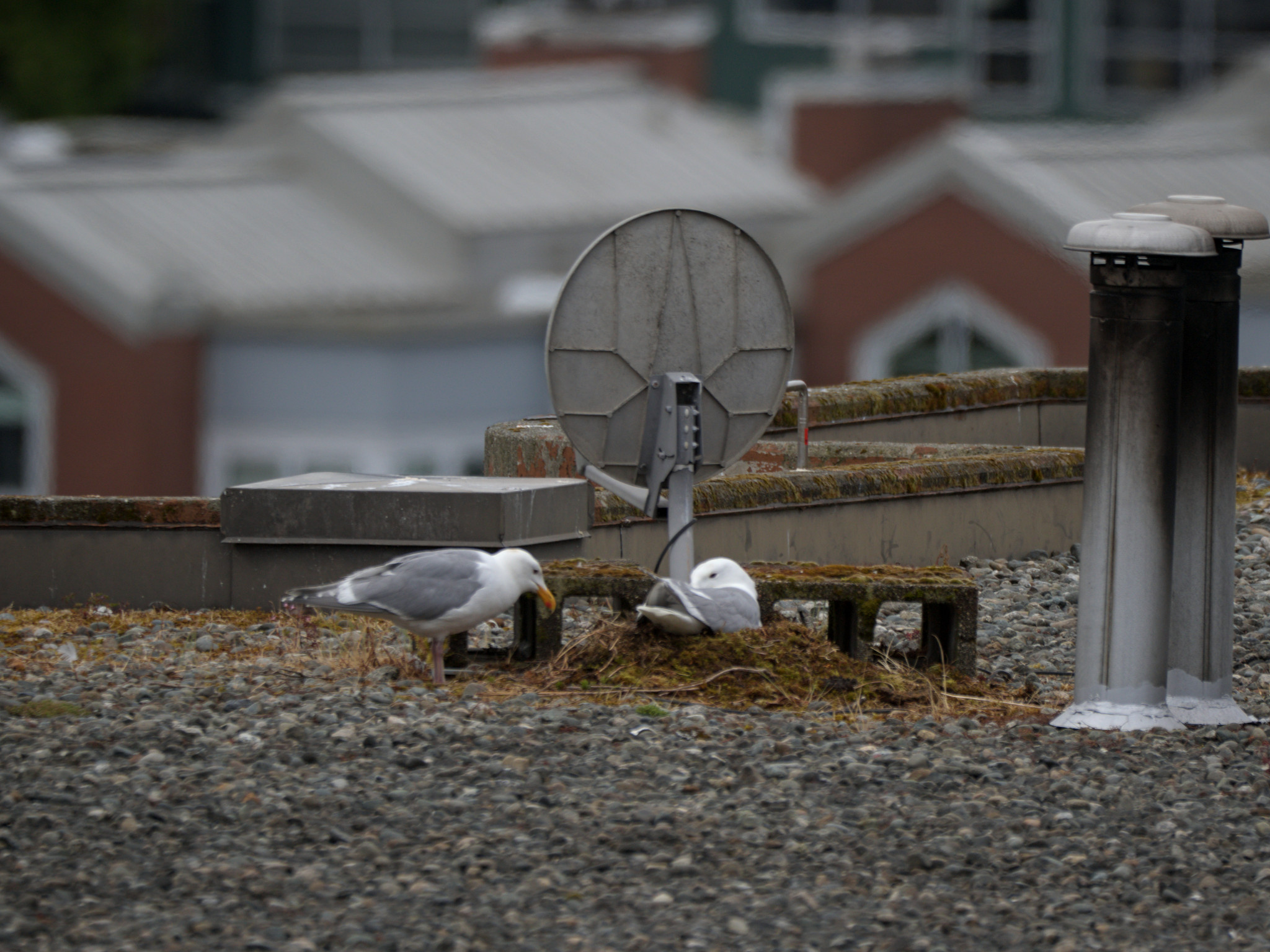 Clipper Nest #1