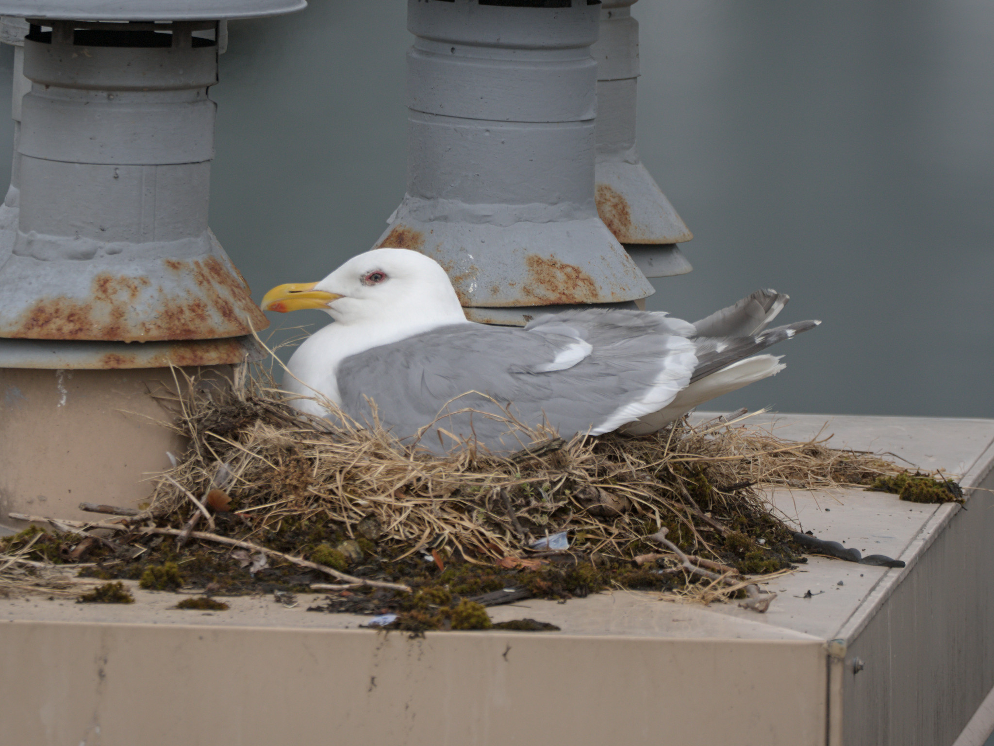 Cambie Nest