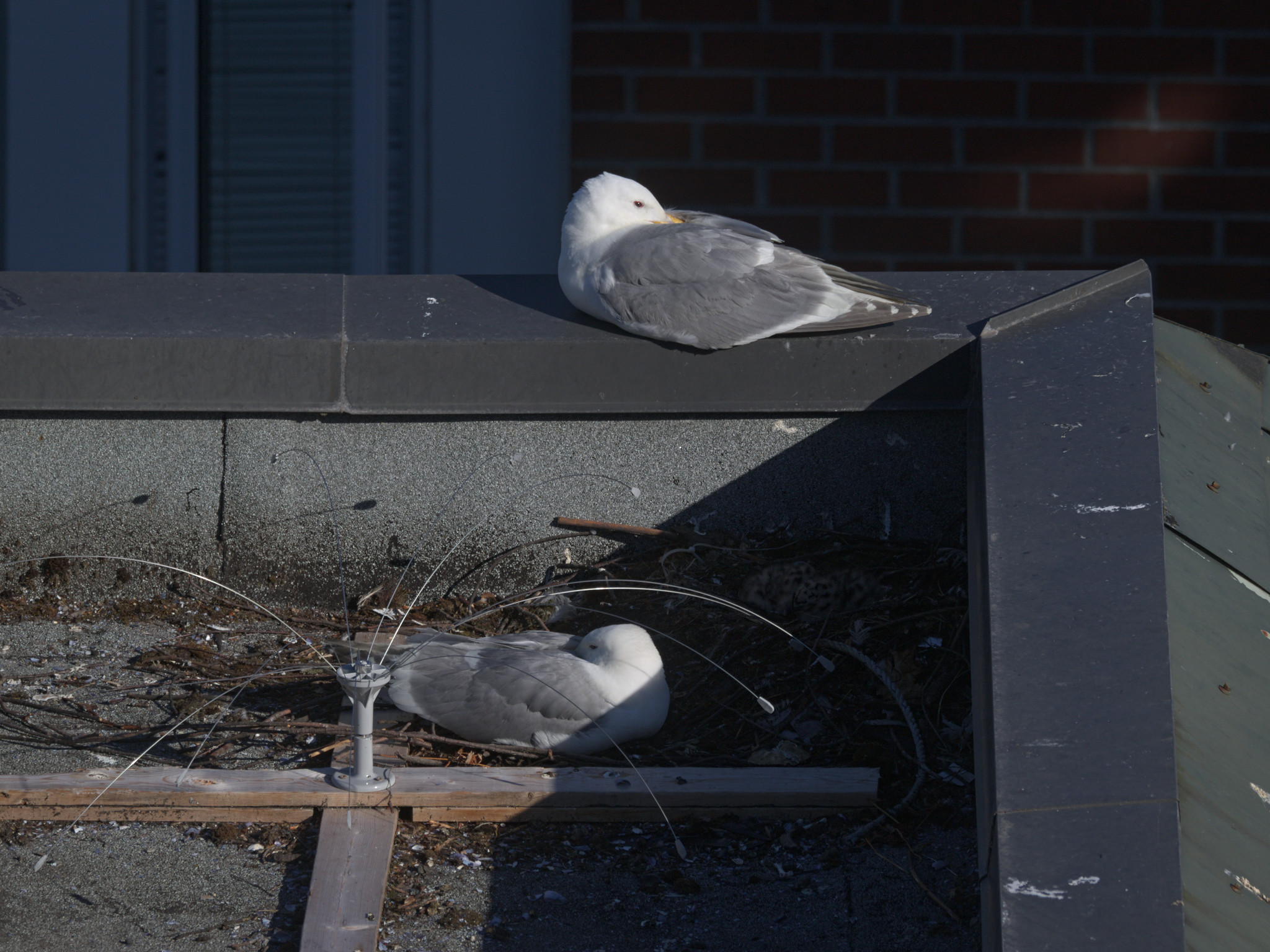 Culinary Nest