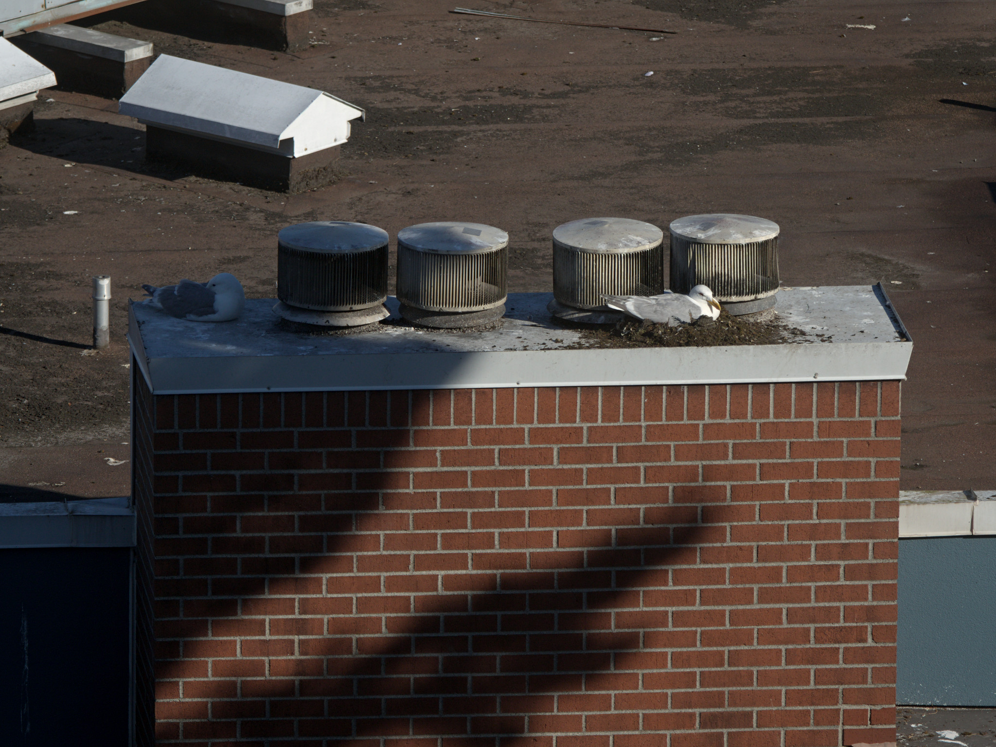 Brick Nest