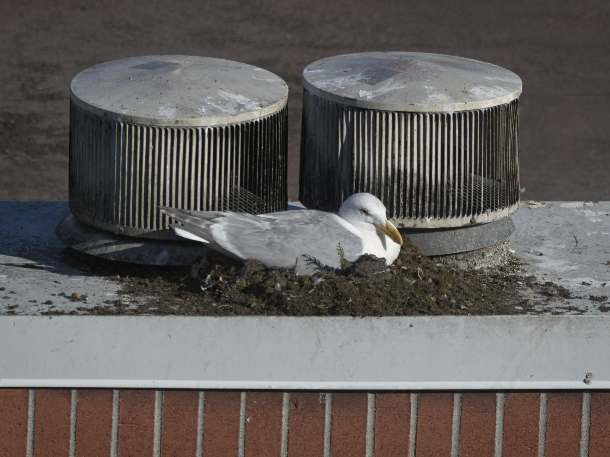 Brick Nest close-up