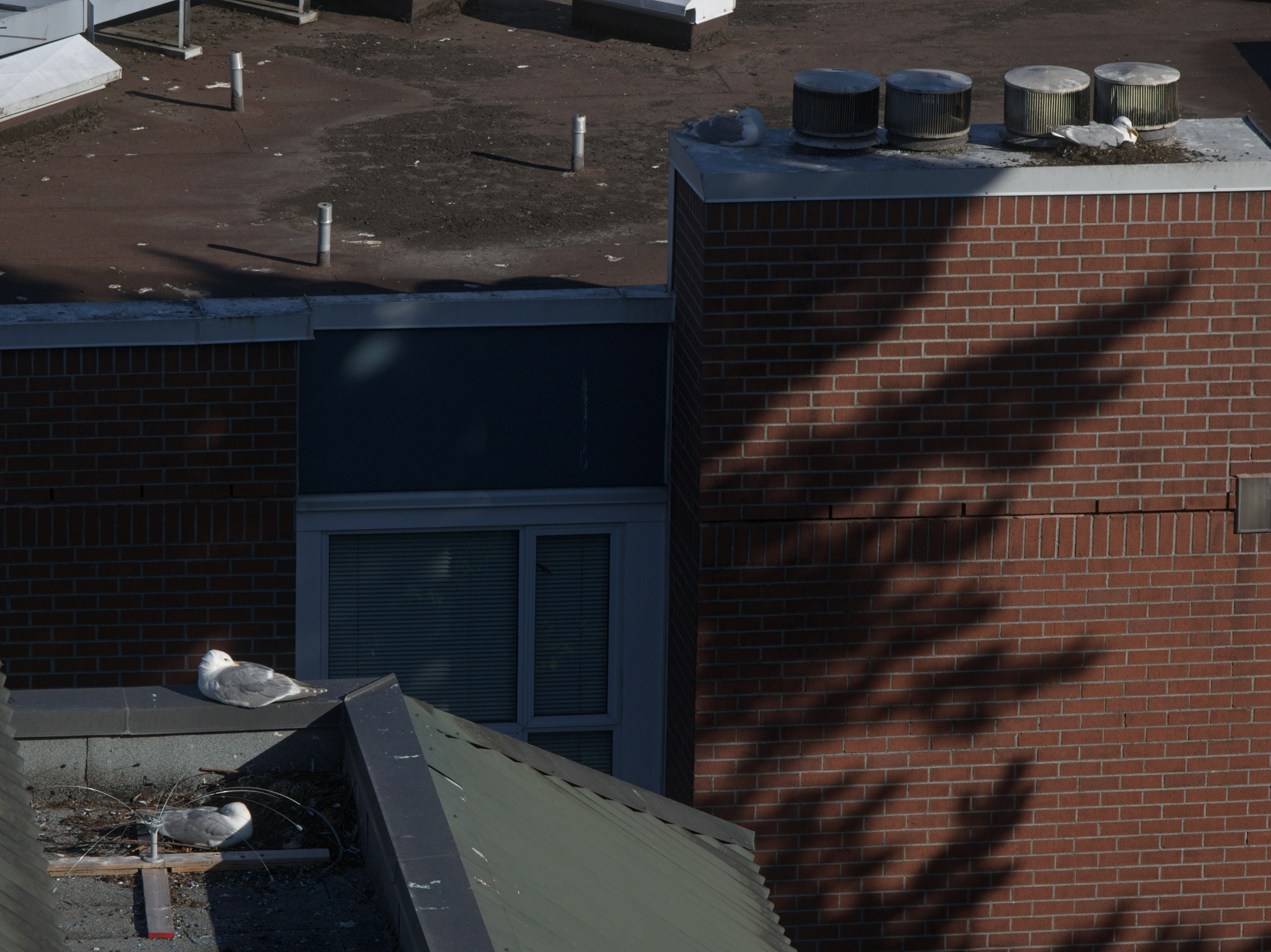 Brick Nest / Culinary Nest