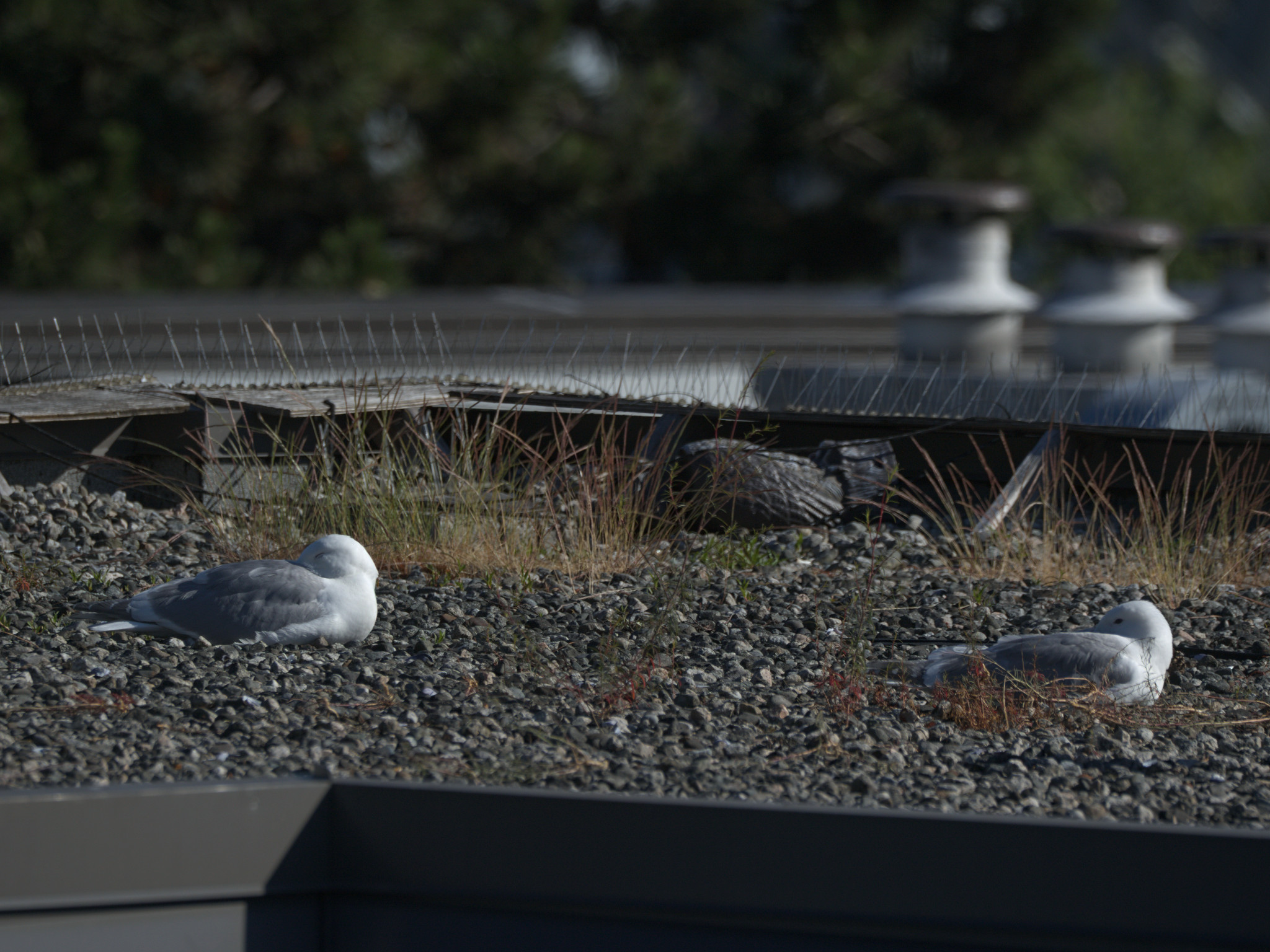 Loafing Gulls