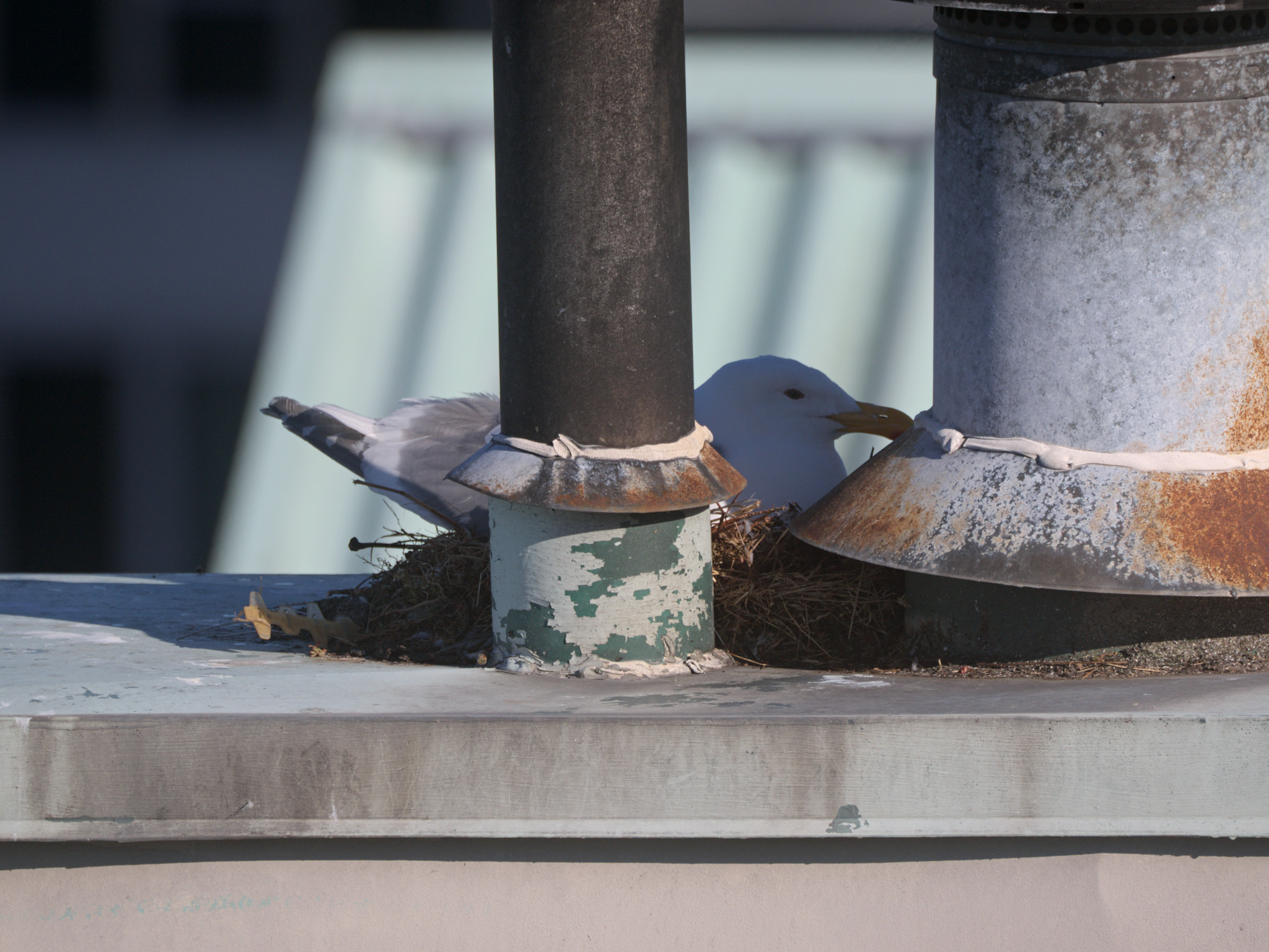 Chimney Nest