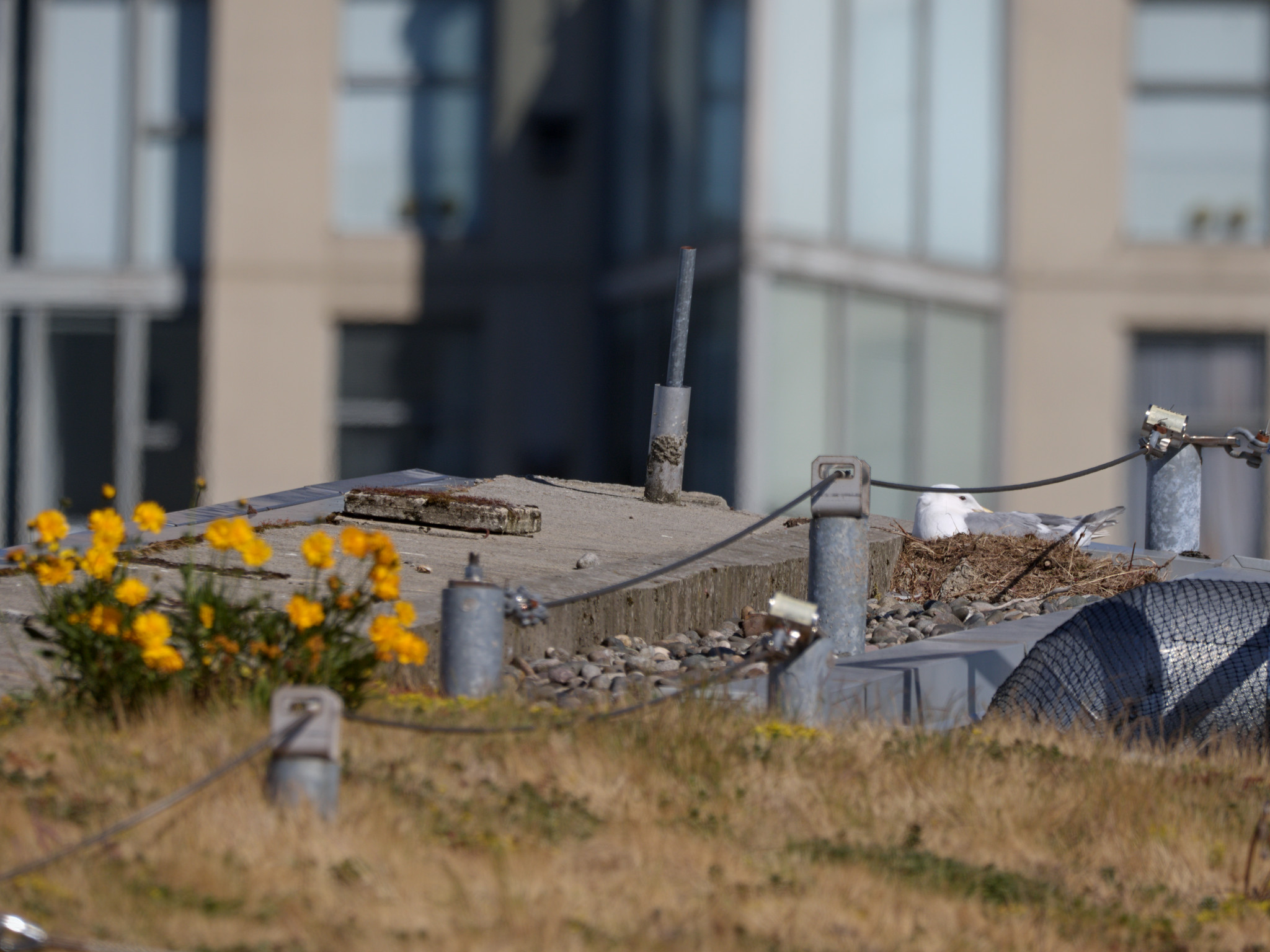 Continental Nest