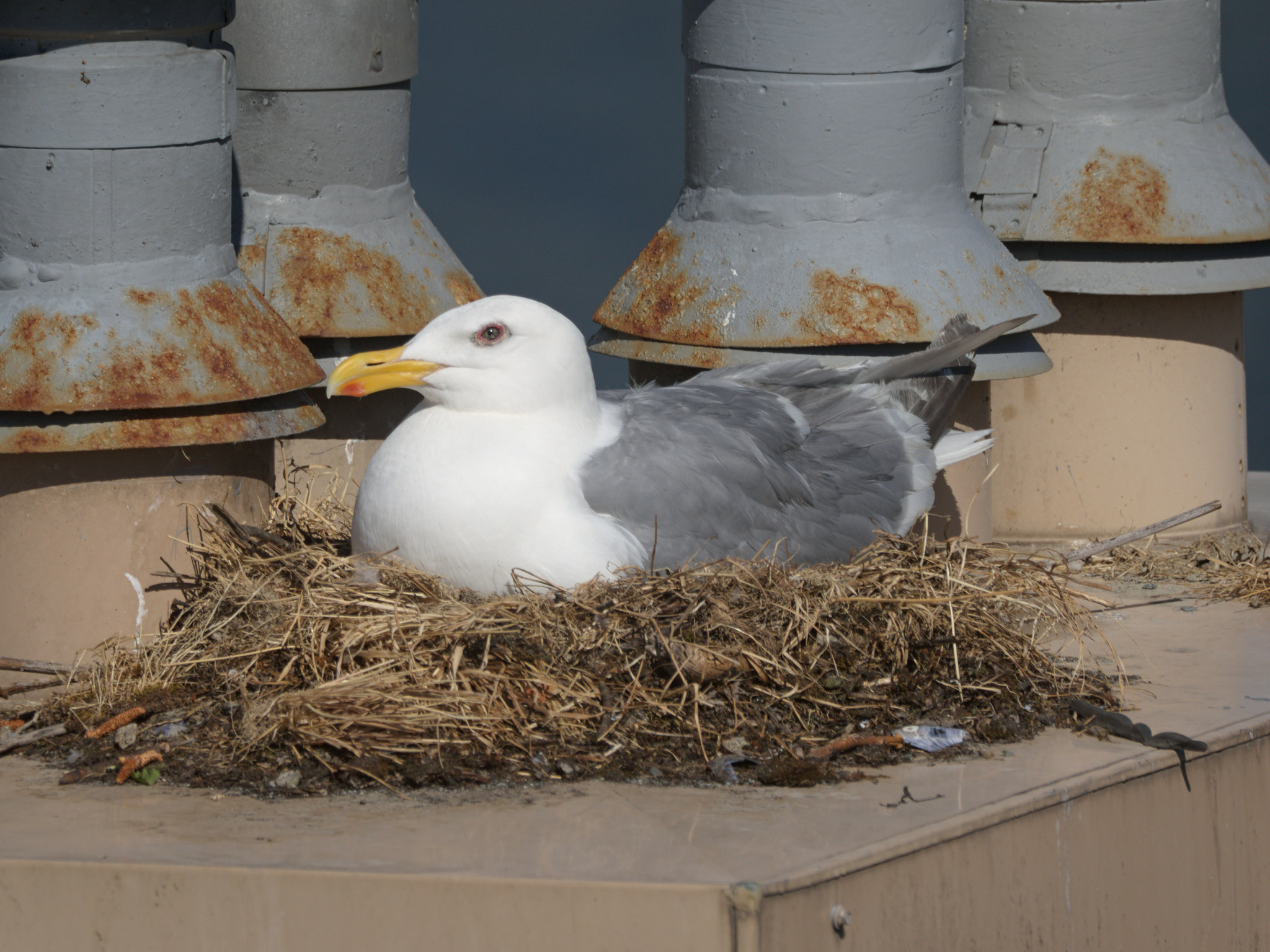 Cambie Nest