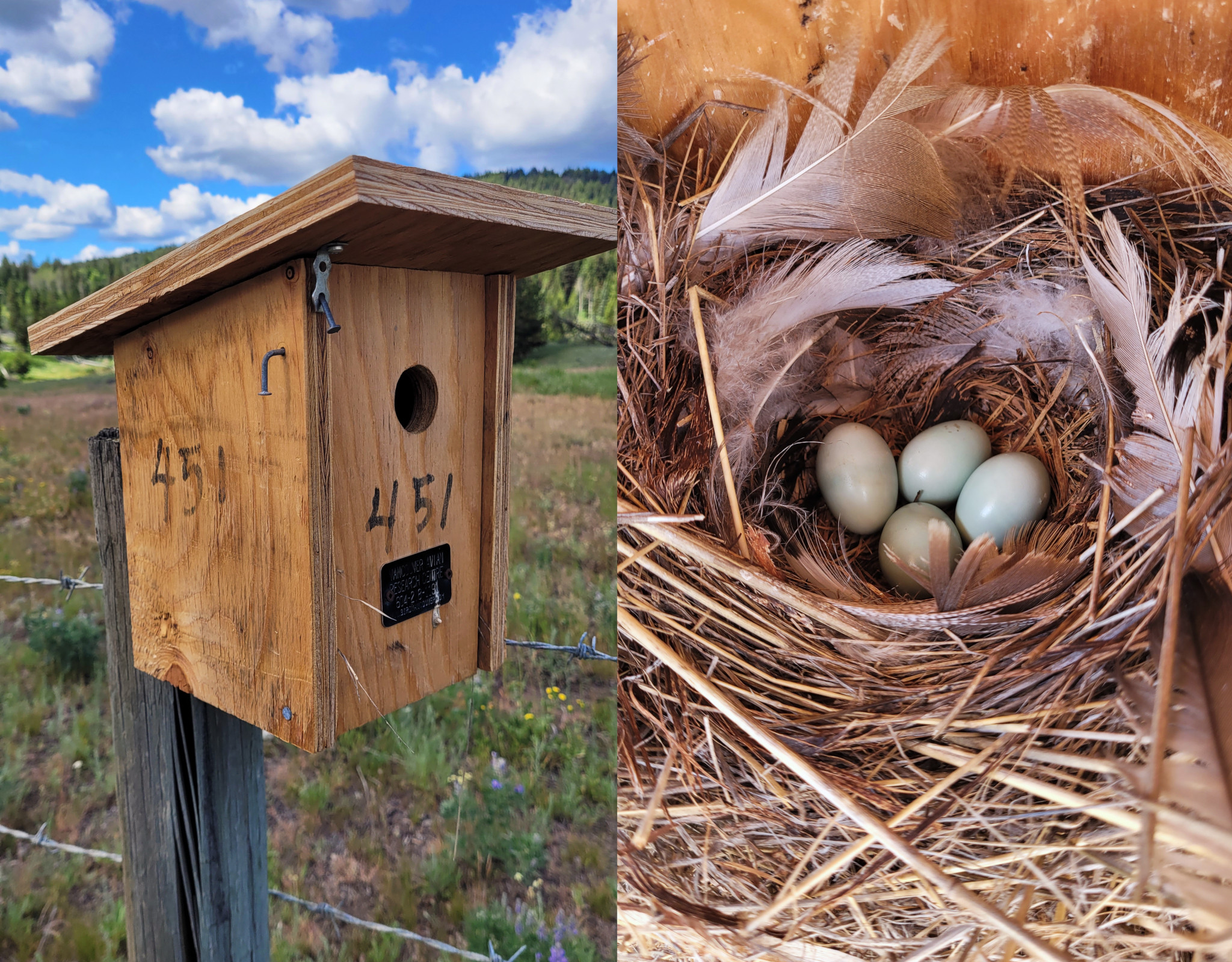 Nest box and Mountain Bluebird eggs