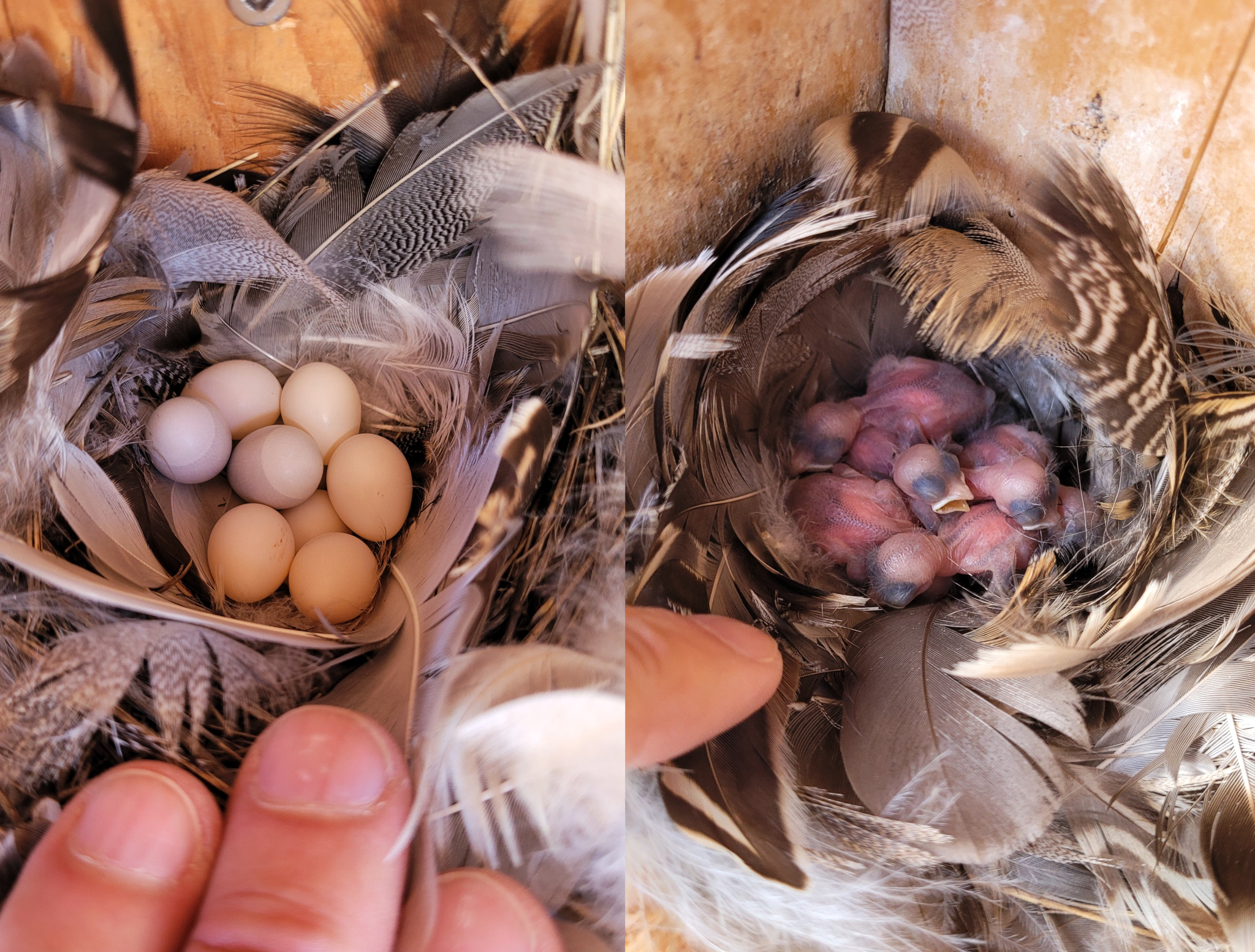 Tree Swallow eggs and young nestlings