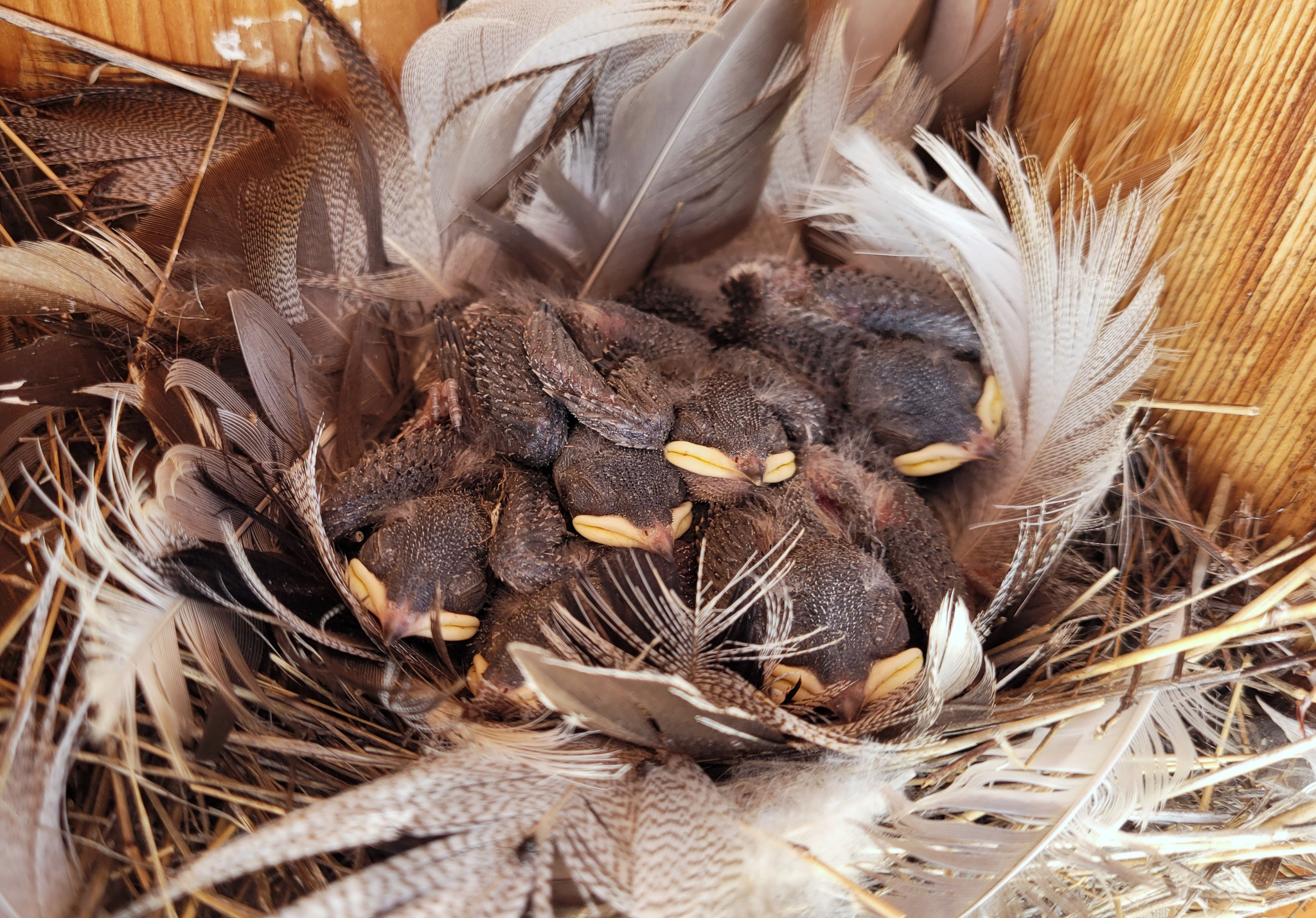 Tree Swallow nestlings