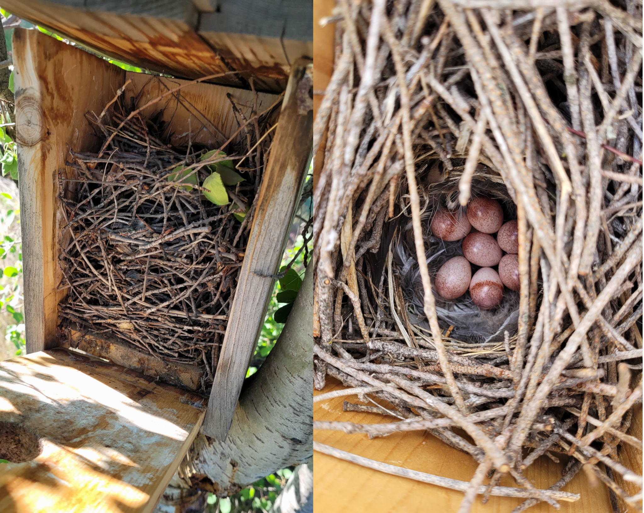Northern House Wren nest and eggs