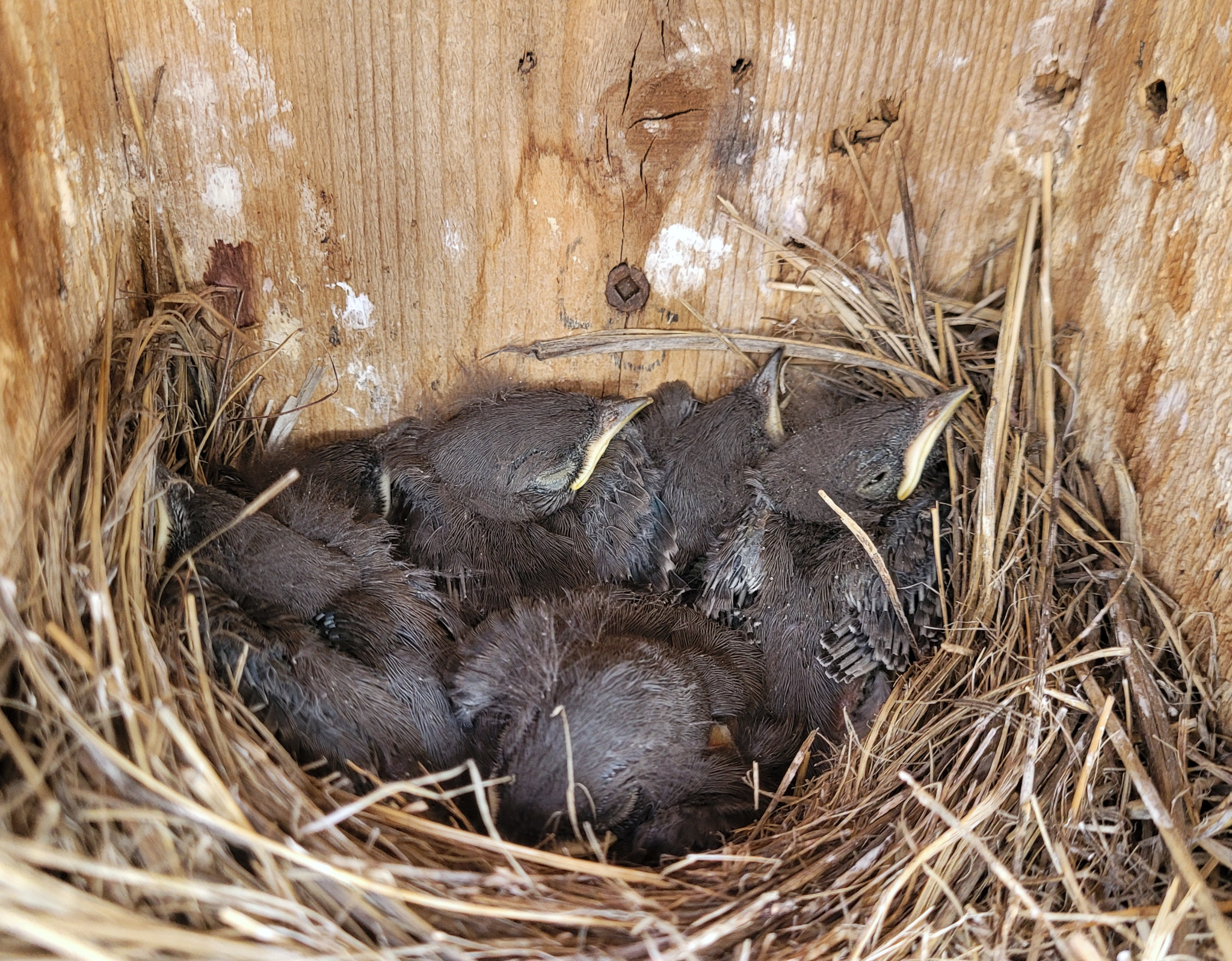 Mountain Bluebird nestlings