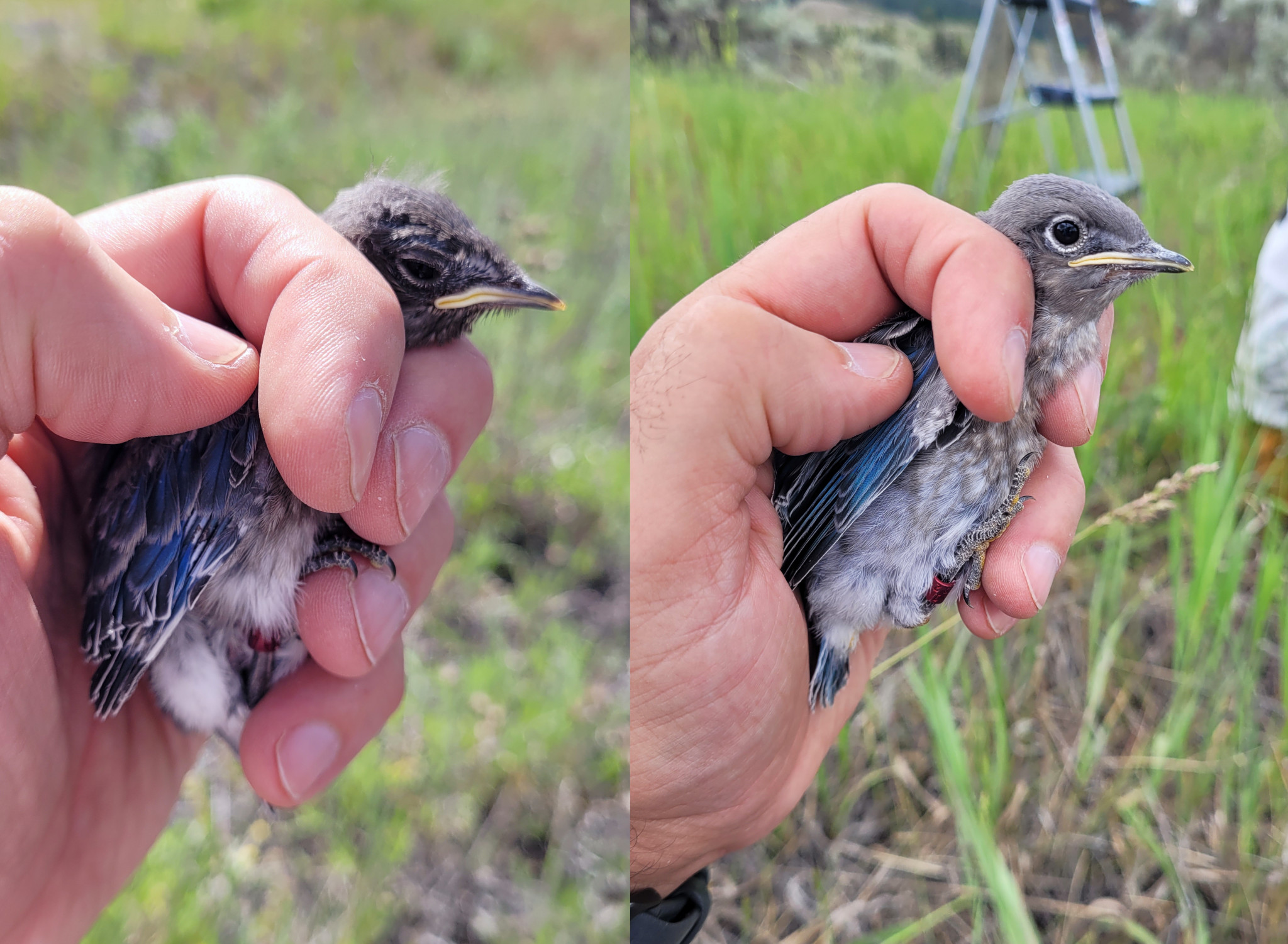 Mountain Bluebird nestlings