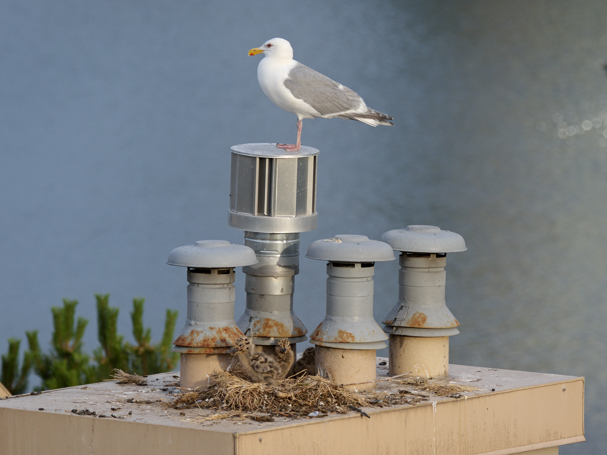 Cambie Nest